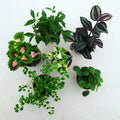 Foliage Gift Box, 4 Pack Cat/Dog Friendly