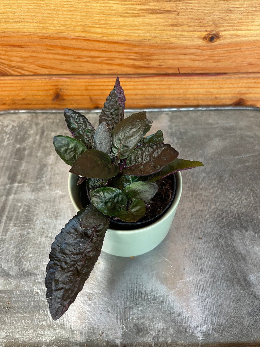 Hemigraphis alternata Purple Waffle, 2" Plant