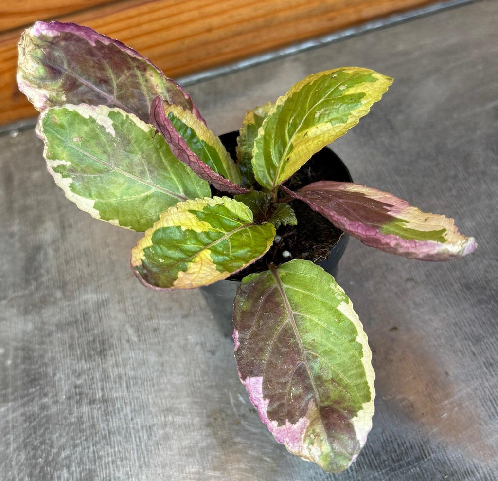 Hemigraphis Variegated Waffle, 2" Plant
