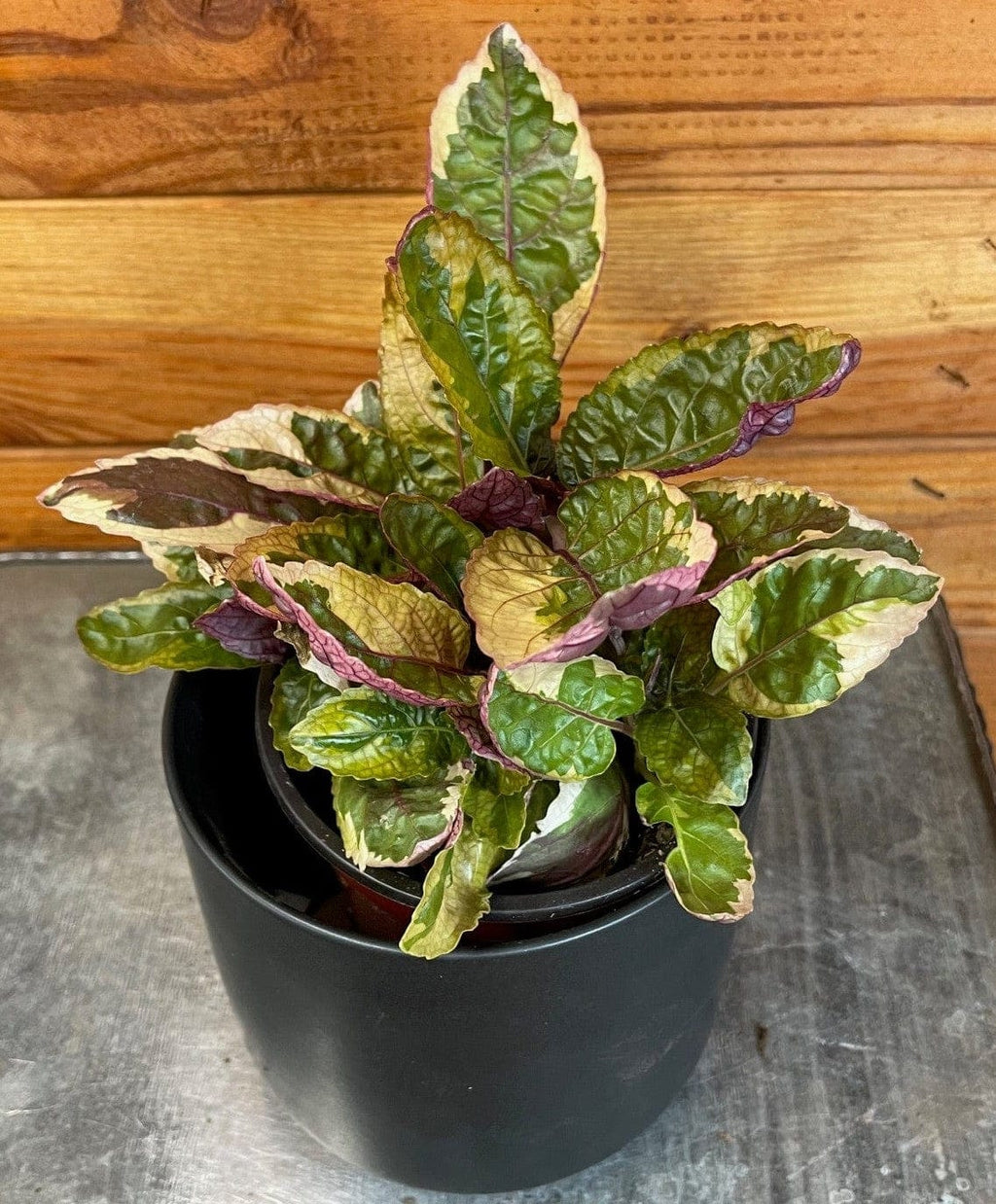 Hemigraphis Variegated Waffle, 4" Plant