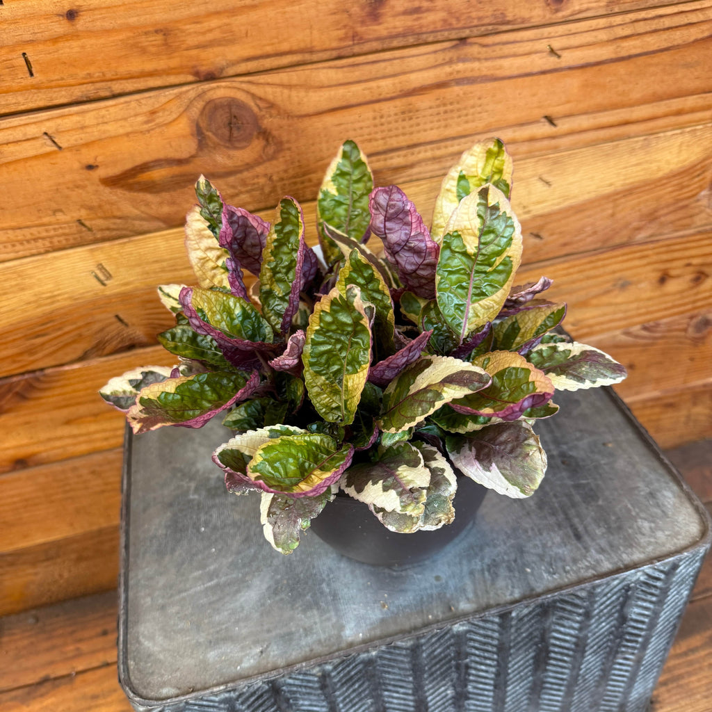 Hemigraphis Variegated Waffle, 6" Plant