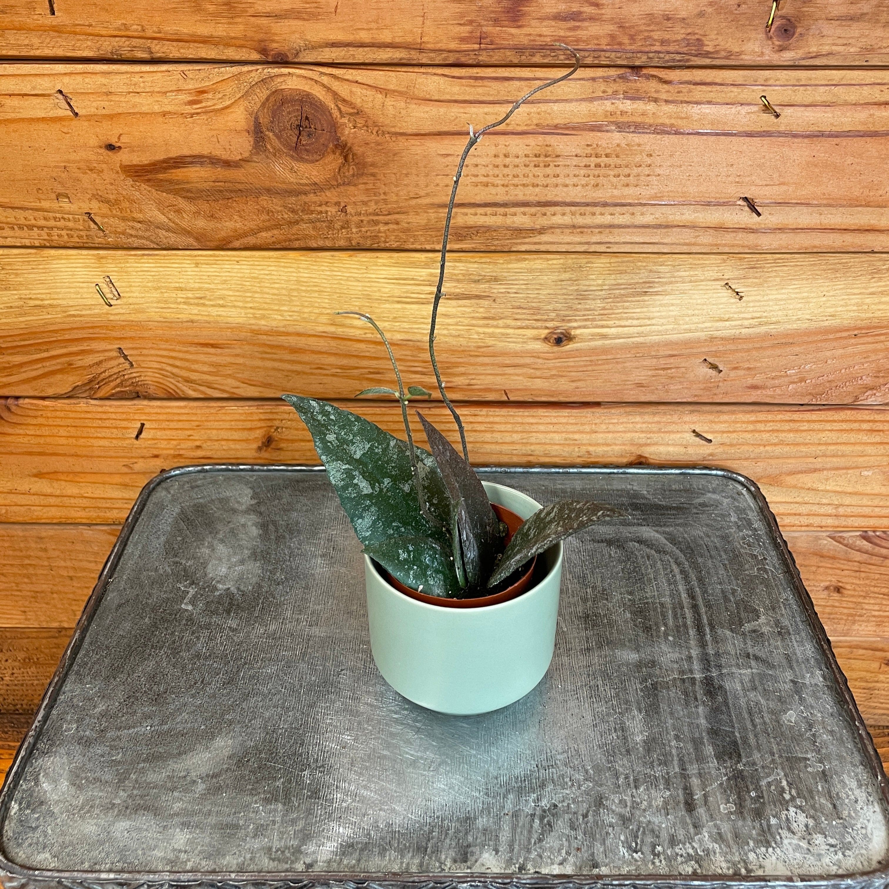 Hoya Caudata Sumatra, 2" Plant