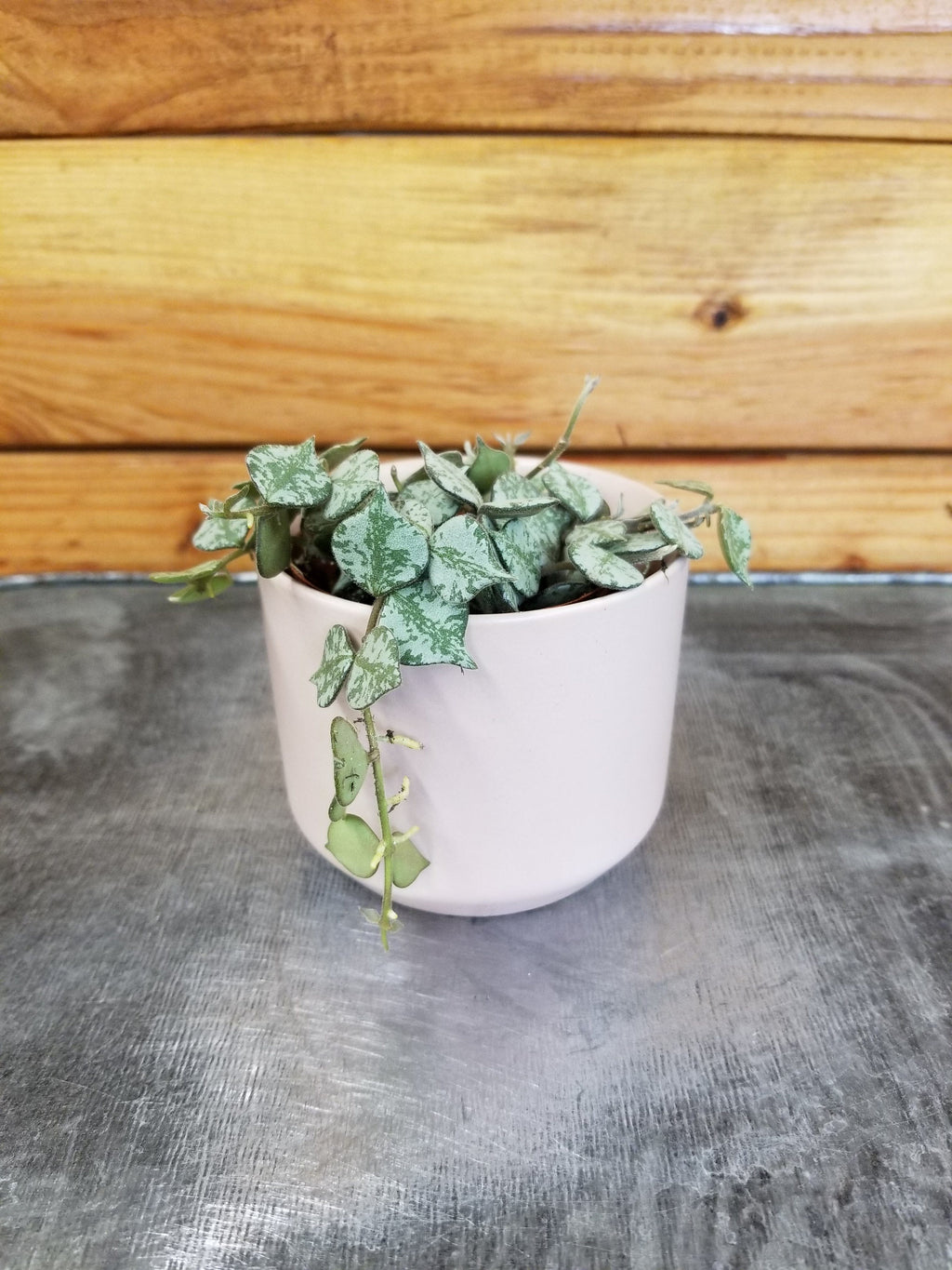 Hoya Curtisii, 2" Plant
