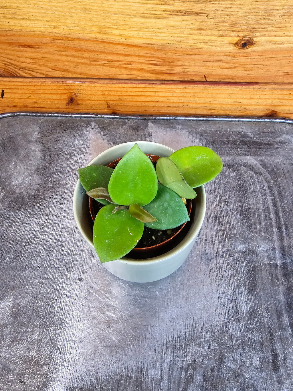 Hoya CV Chouke, 2" Plant