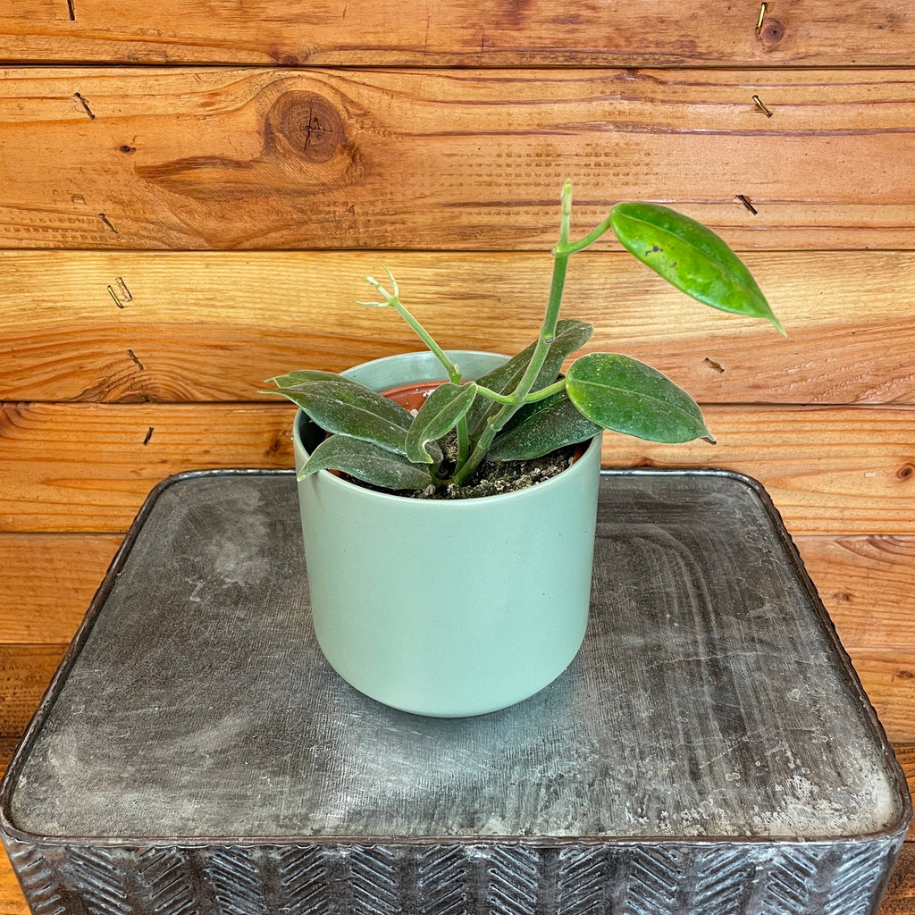 Hoya CV Optimistic, 4" Plant