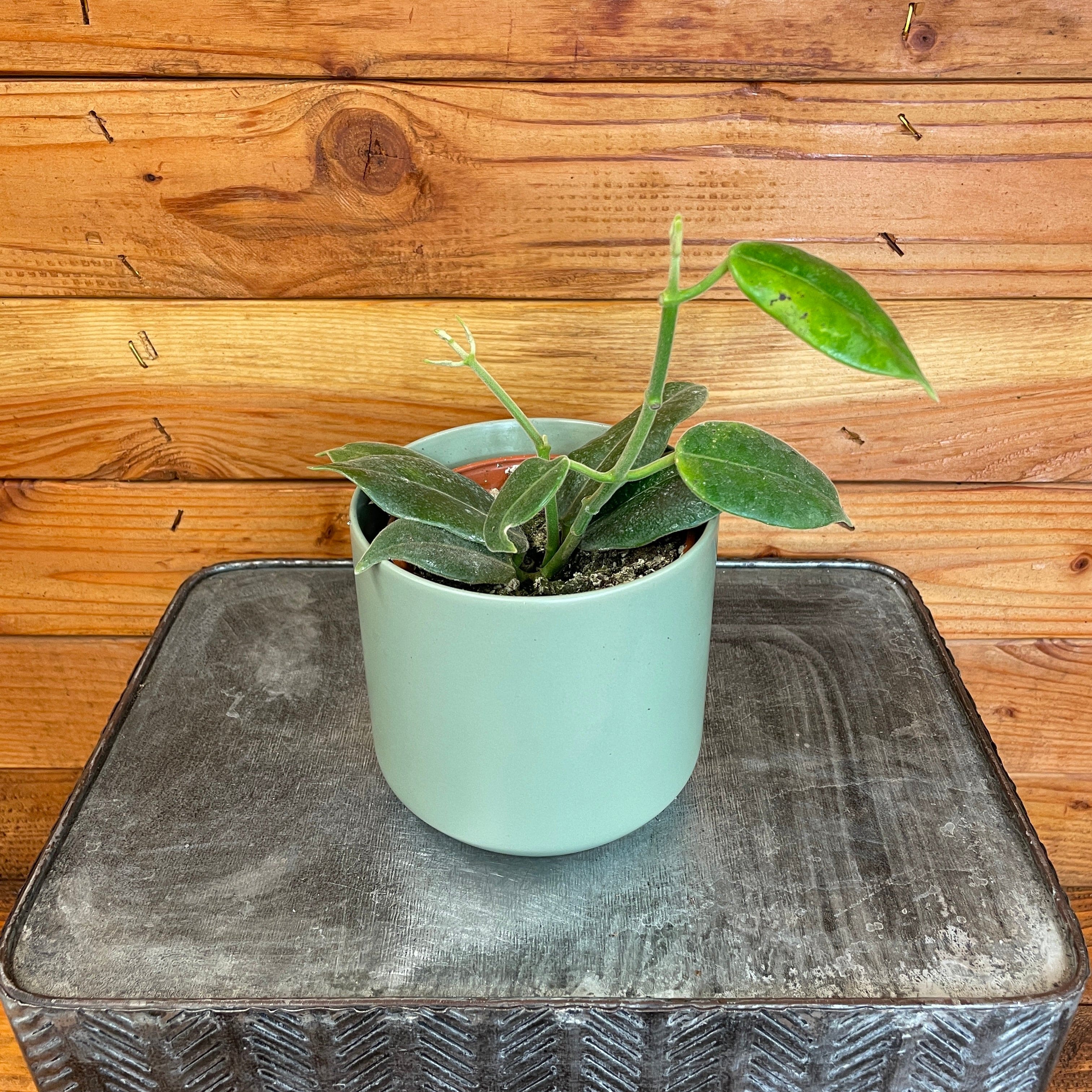 Hoya CV Optimistic, 4" Plant