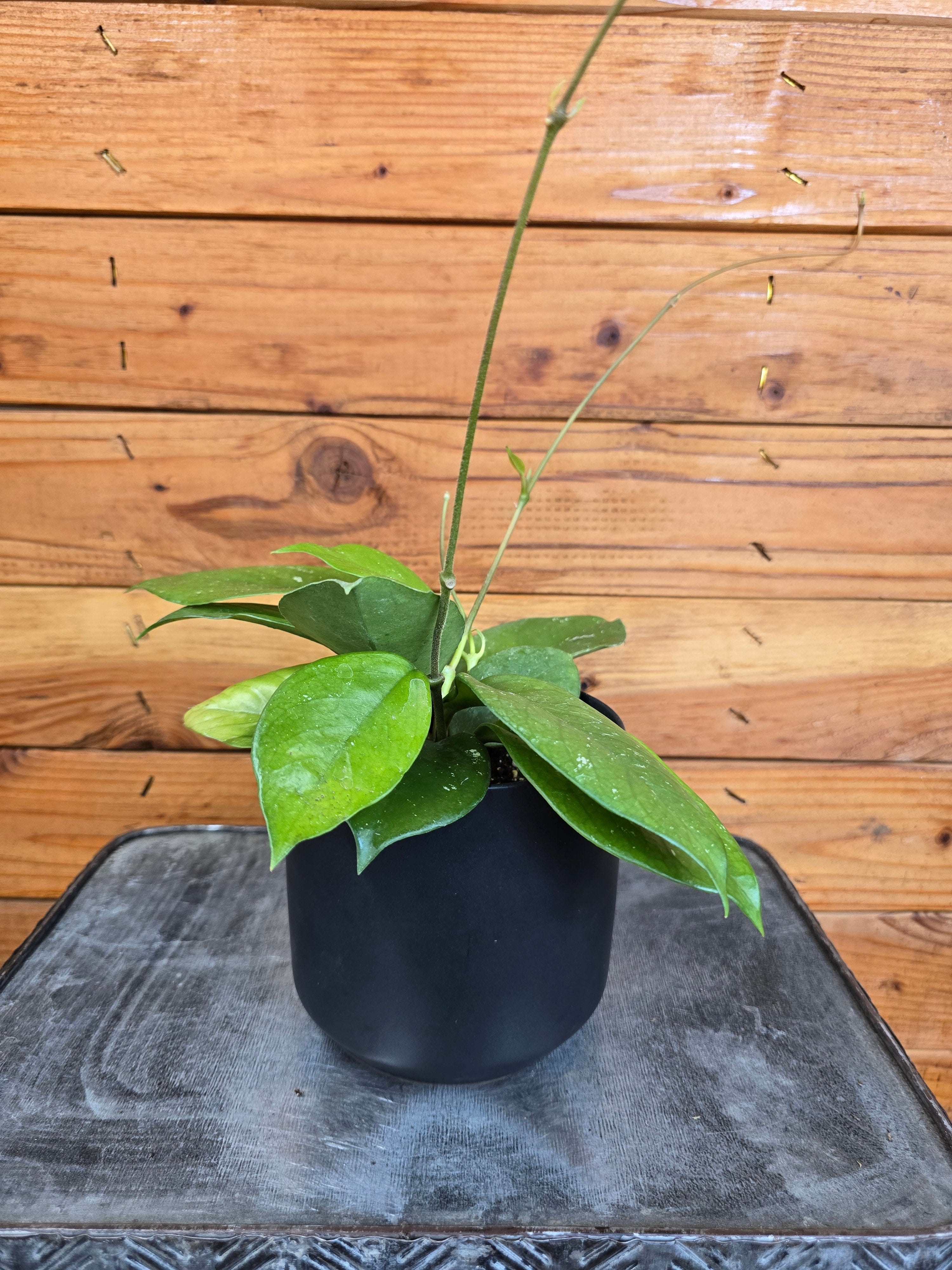 Hoya Pubicalyx x Fungii, 4" Plant