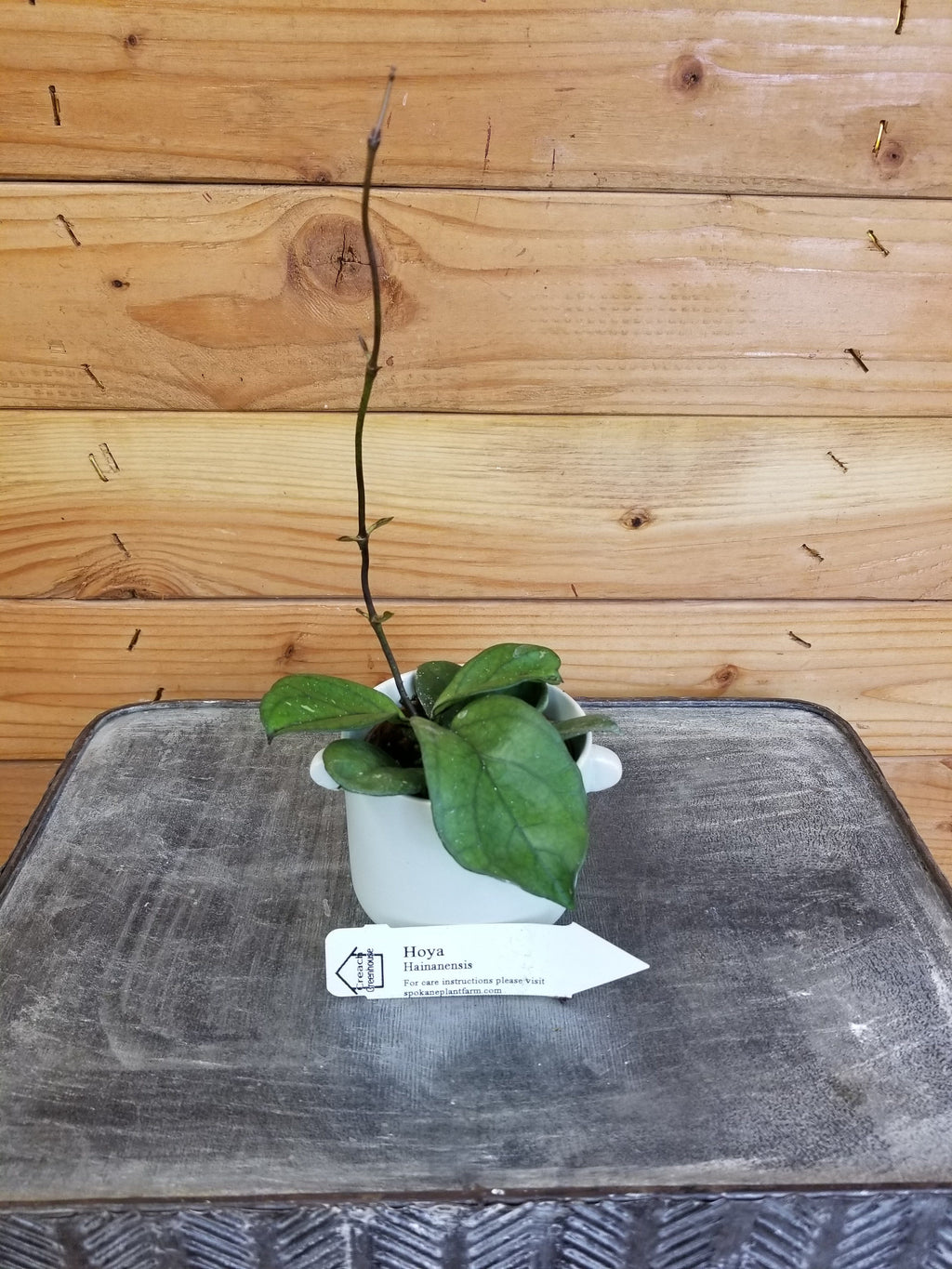 Hoya Hainanensis, 2" Plant