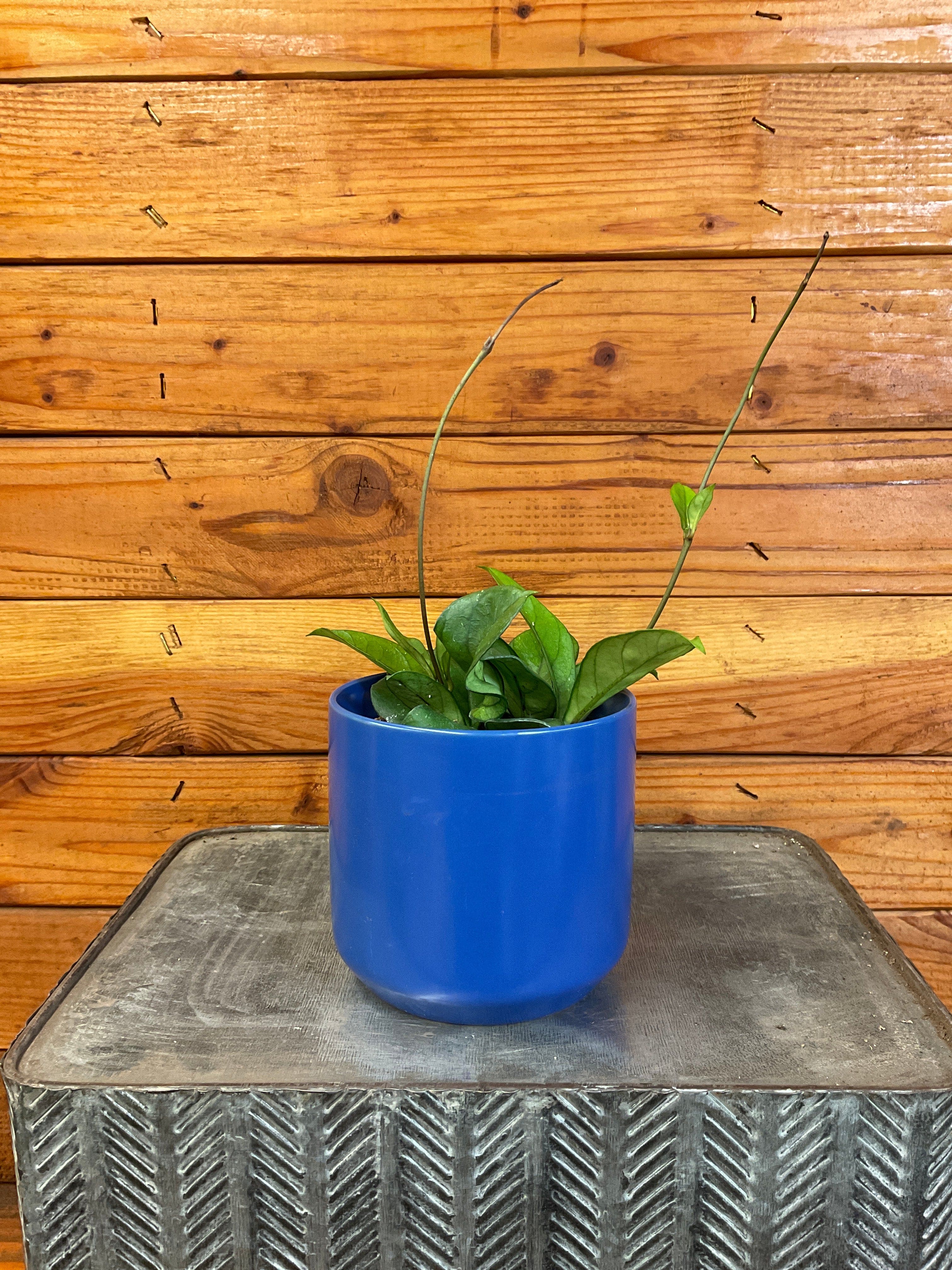Hoya Hainanensis, 4" Plant