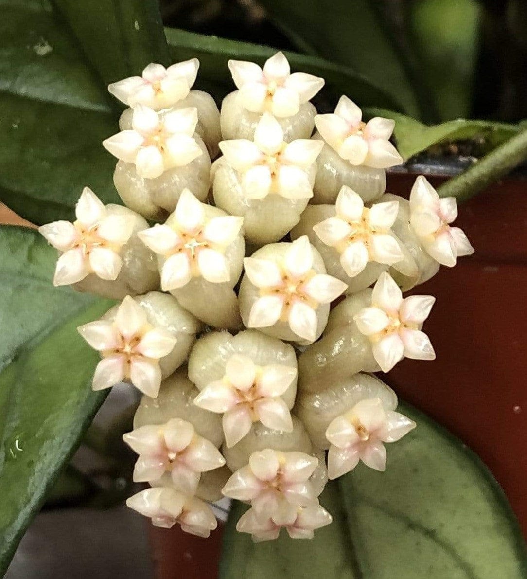 Hoya Hainanensis, 4" Plant