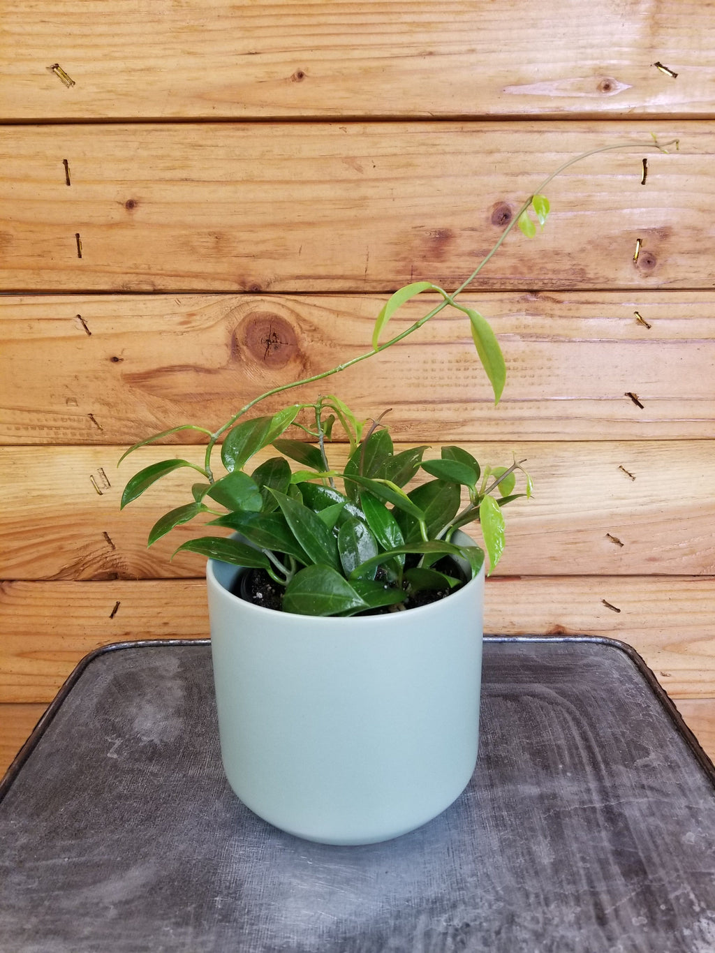 Hoya Limoniaca, 4" Plant