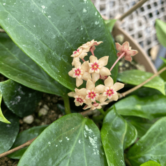 Hoya Limoniaca, 6" Plant