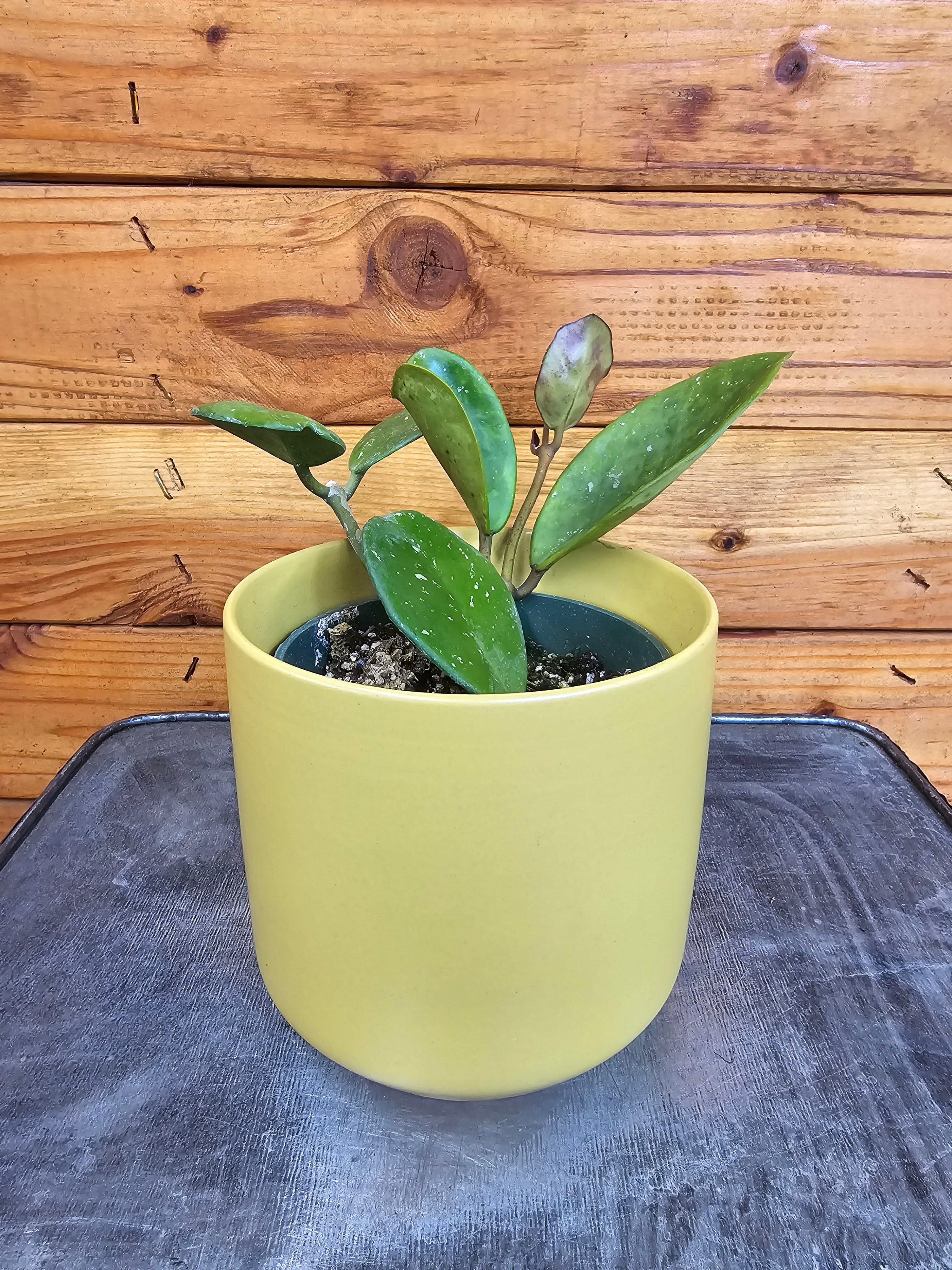 Hoya Obovata, 4" Plant