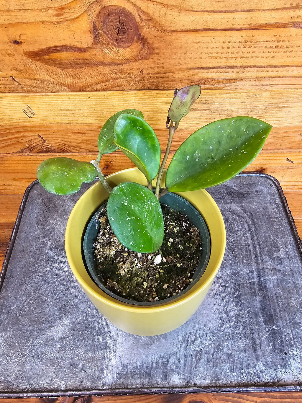 Hoya Obovata, 4" Plant