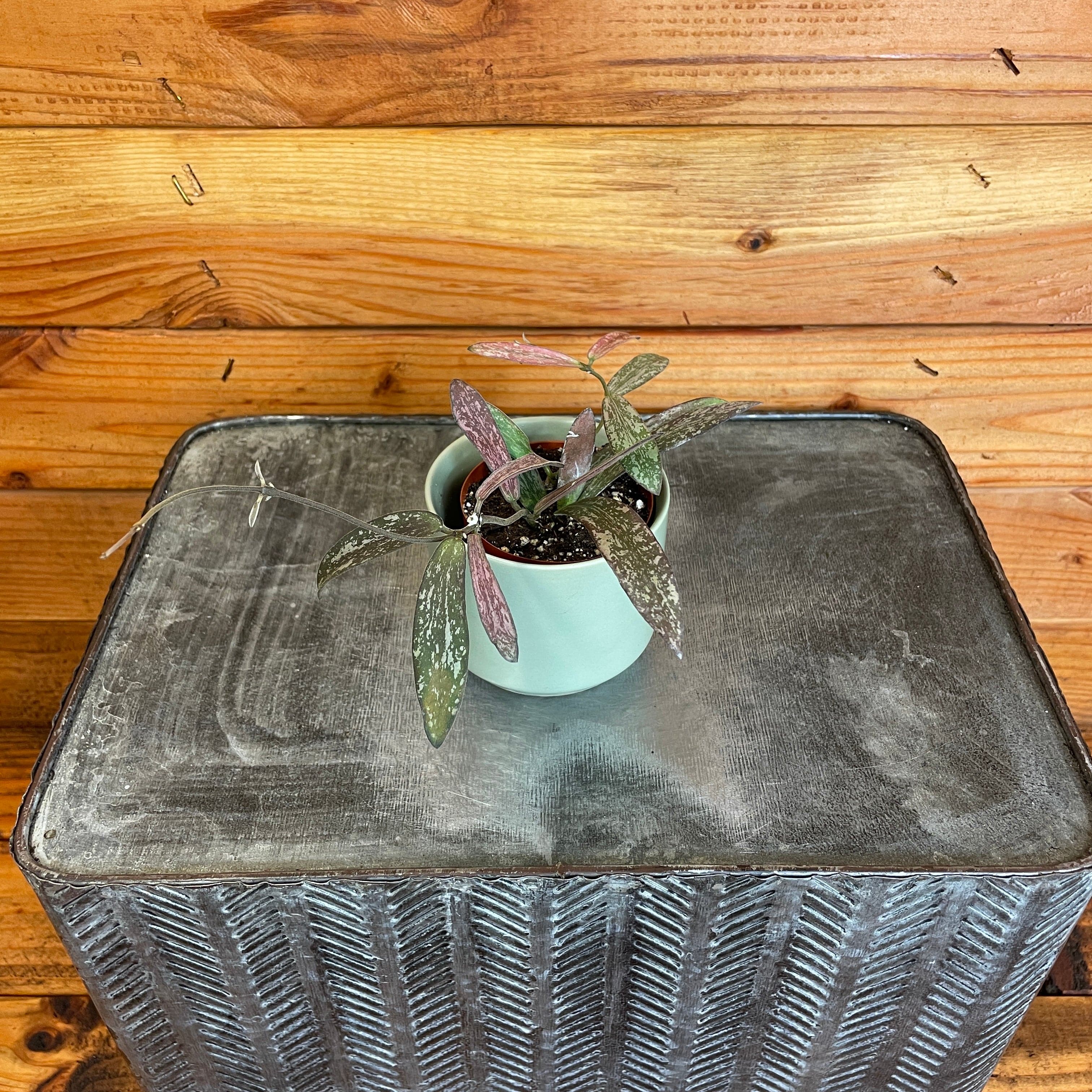 Hoya Sigillatis, 2" Plant