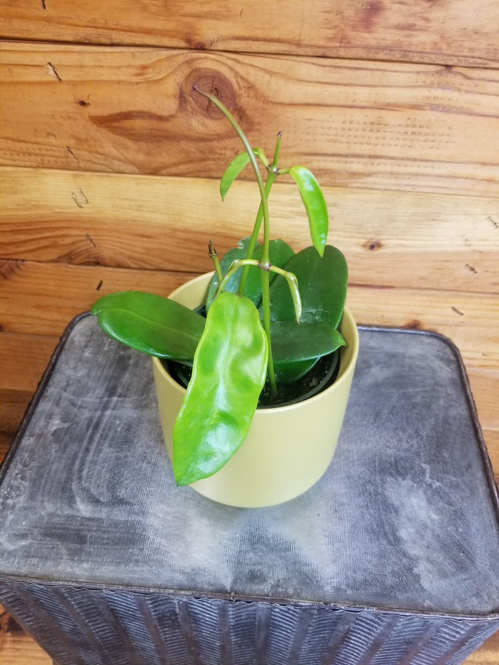 Hoya Treubiana, 4" Plant