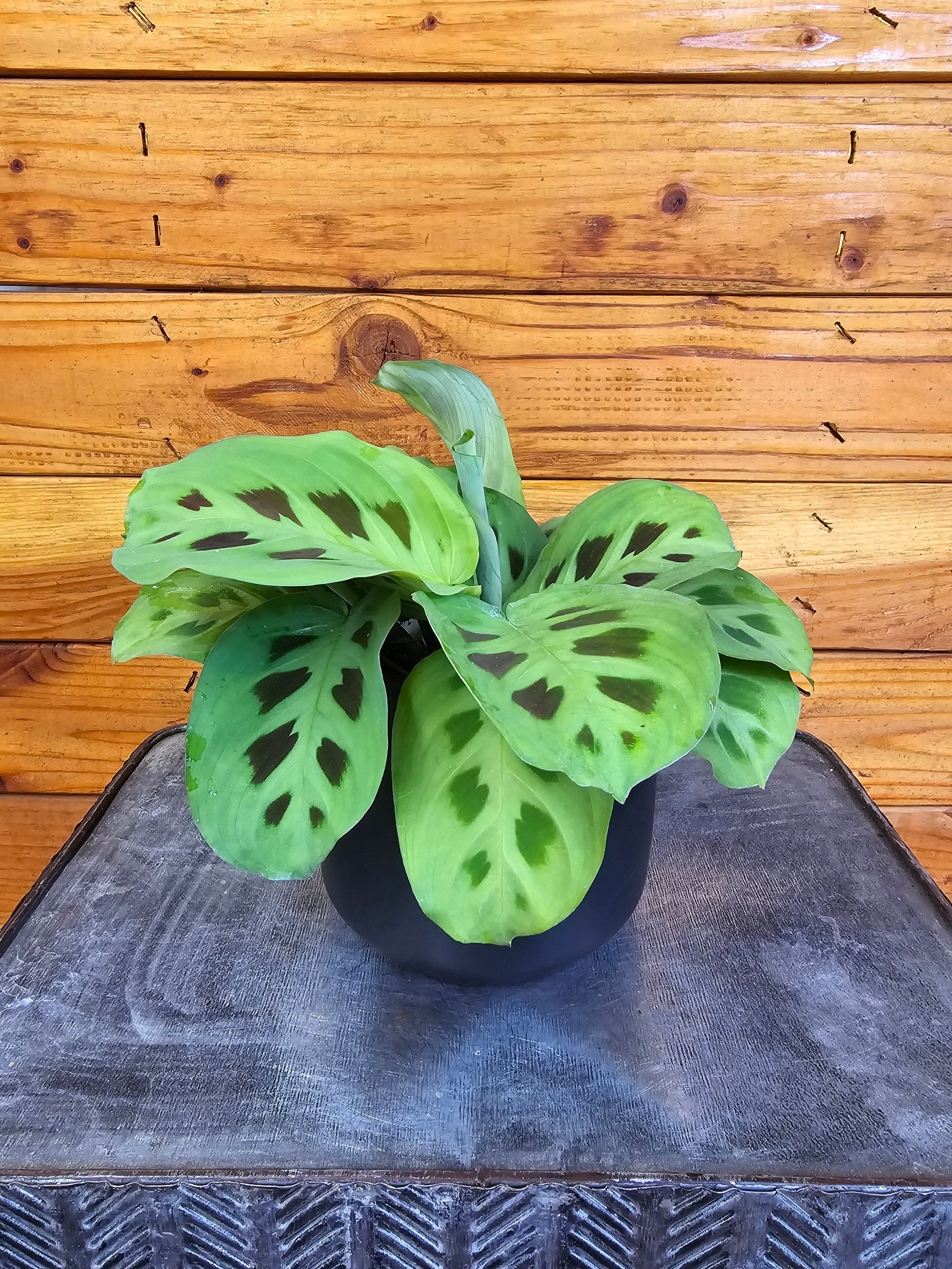 Maranta Leuconeura Green, 4" Plant