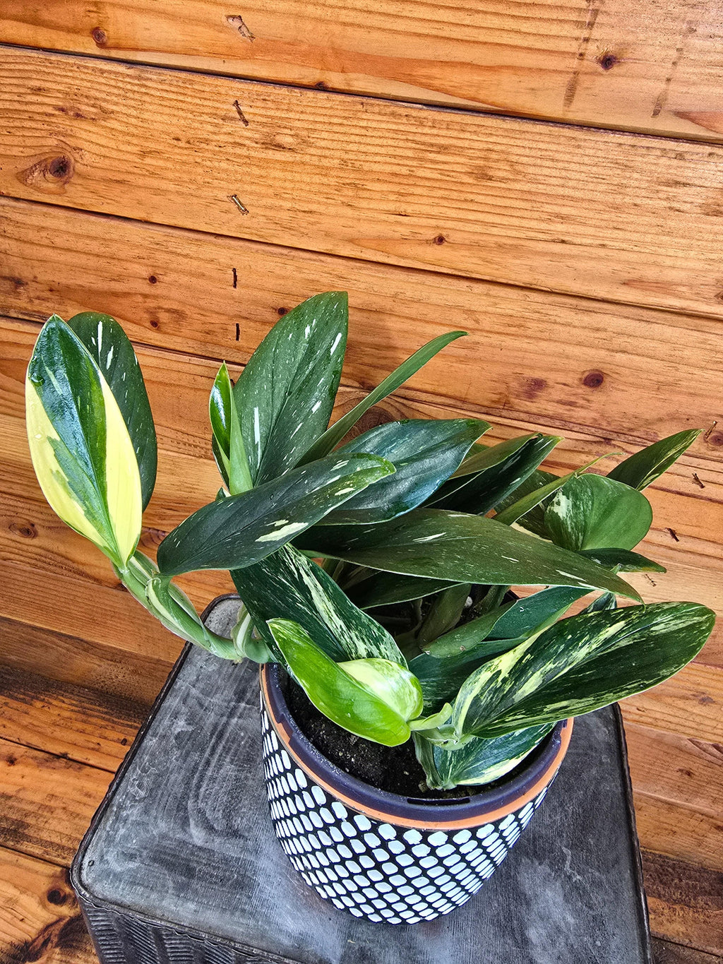 Monstera Standleyana Variegata, 6" Plant