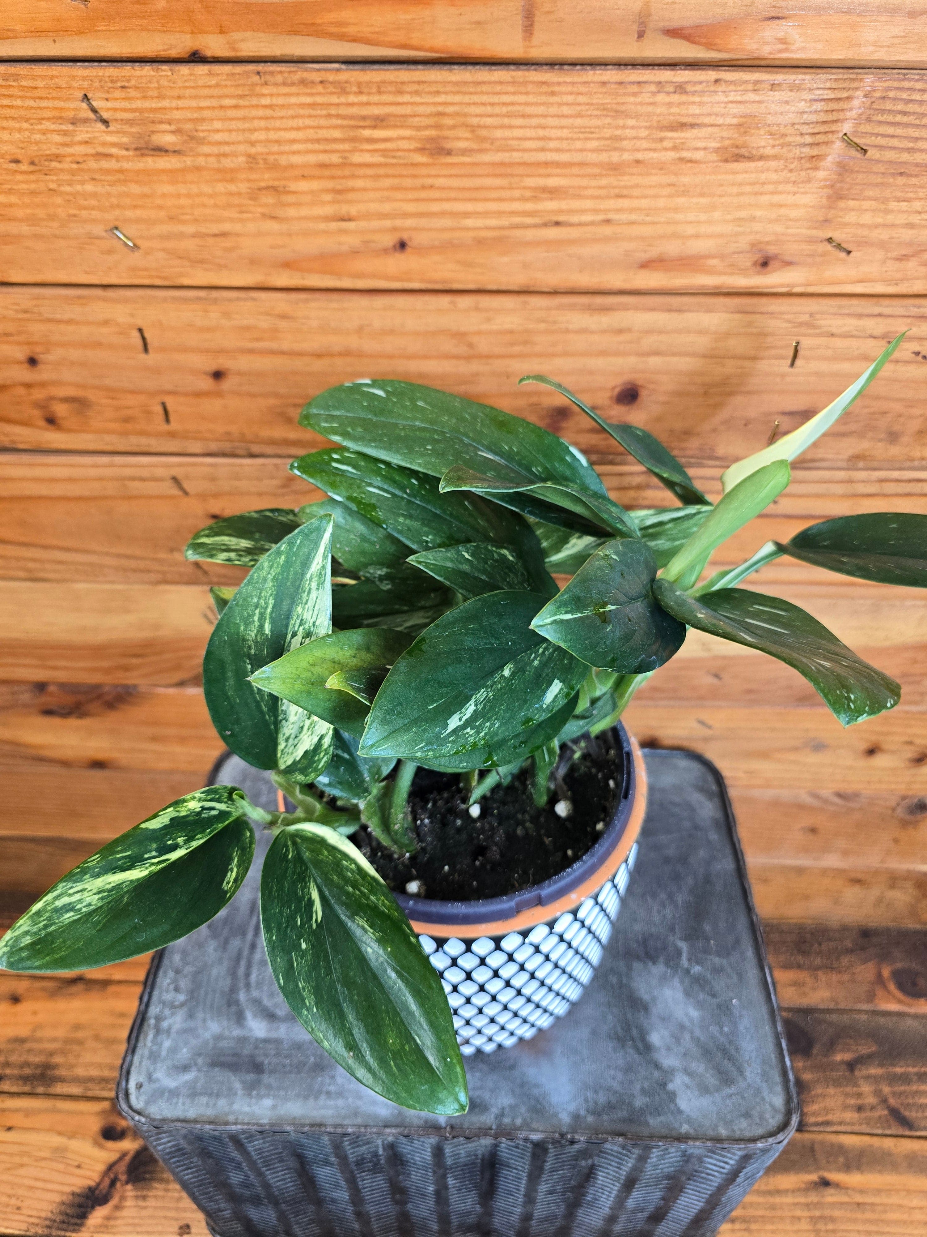 Monstera Standleyana Variegata, 6" Plant
