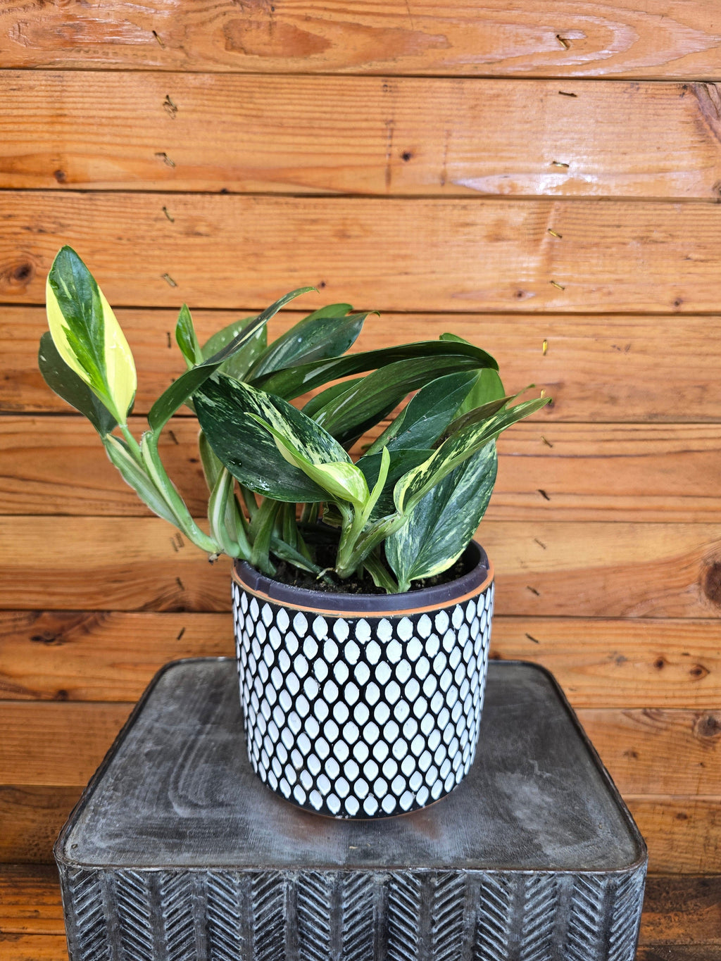 Monstera Standleyana Variegata, 6" Plant