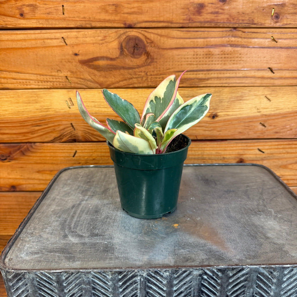 Peperomia Ginny, 4" Plant
