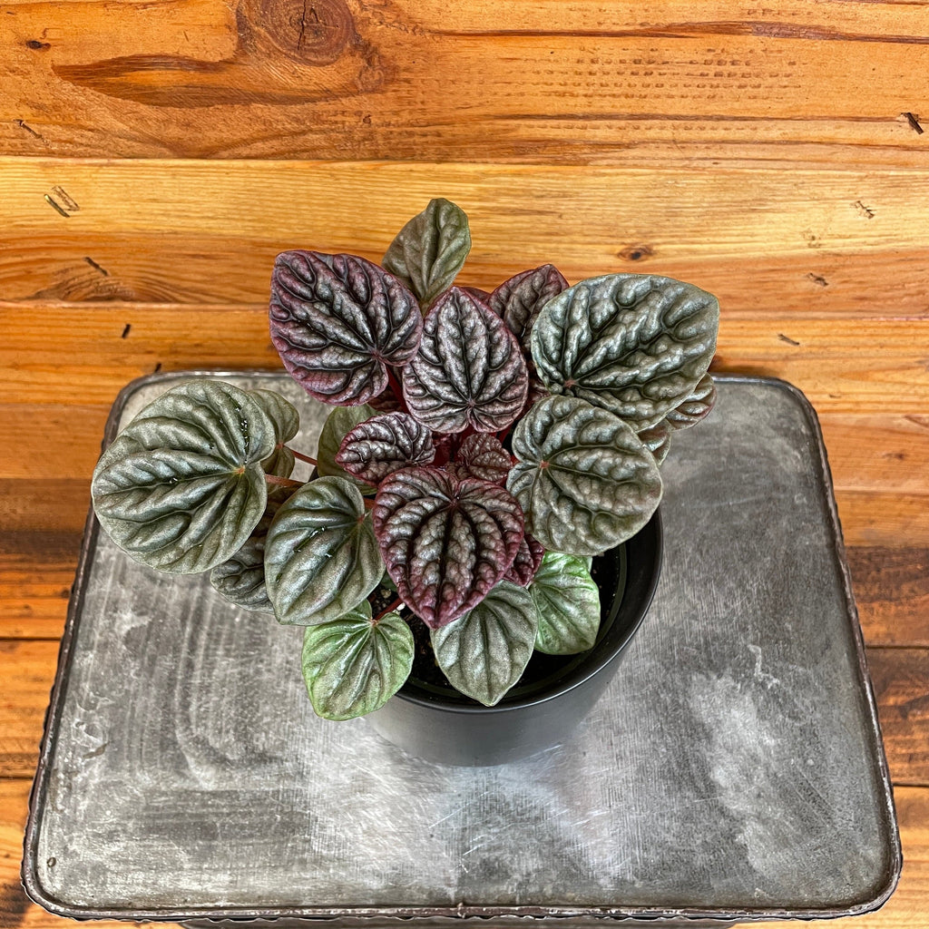Peperomia Red Luna, 4" Plant