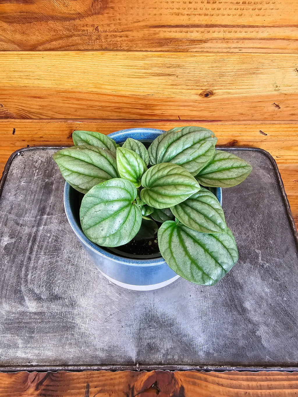 Peperomia Moonlight, 4" Plant