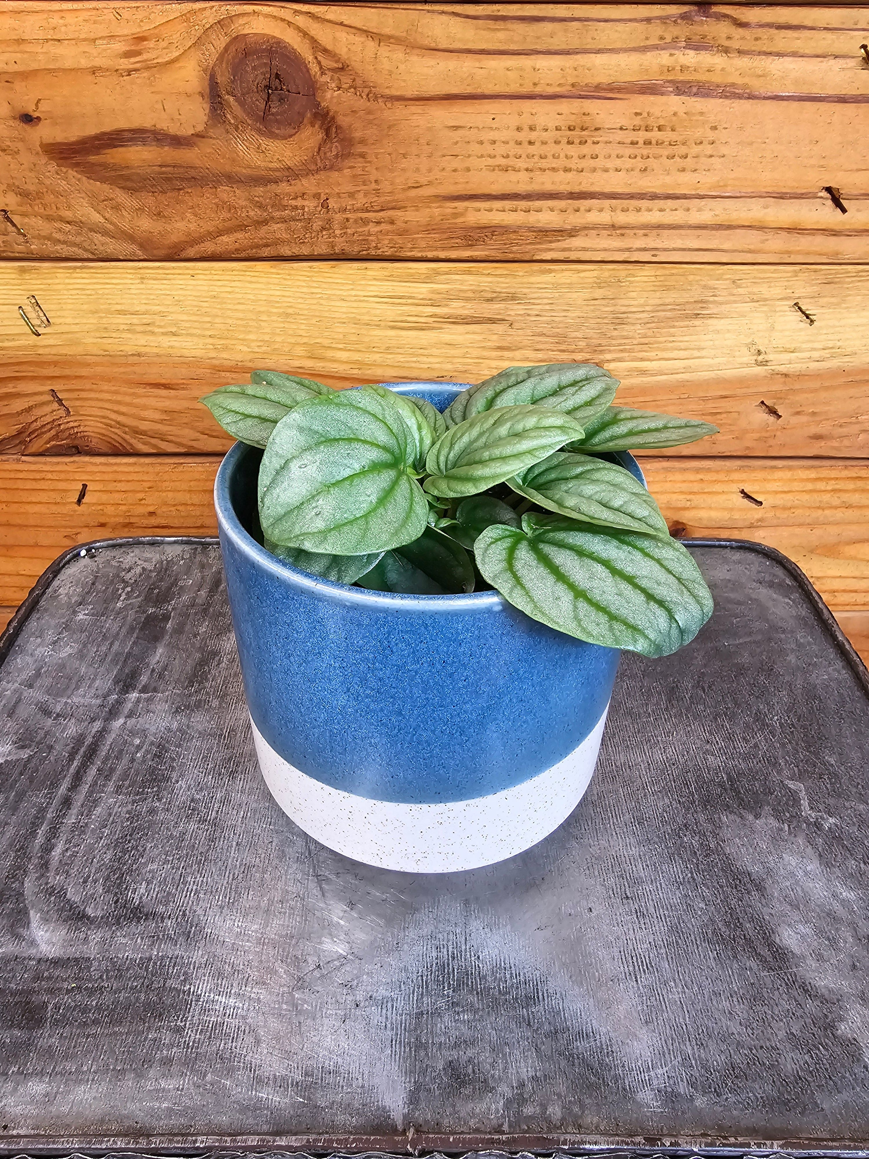 Peperomia Moonlight, 4" Plant