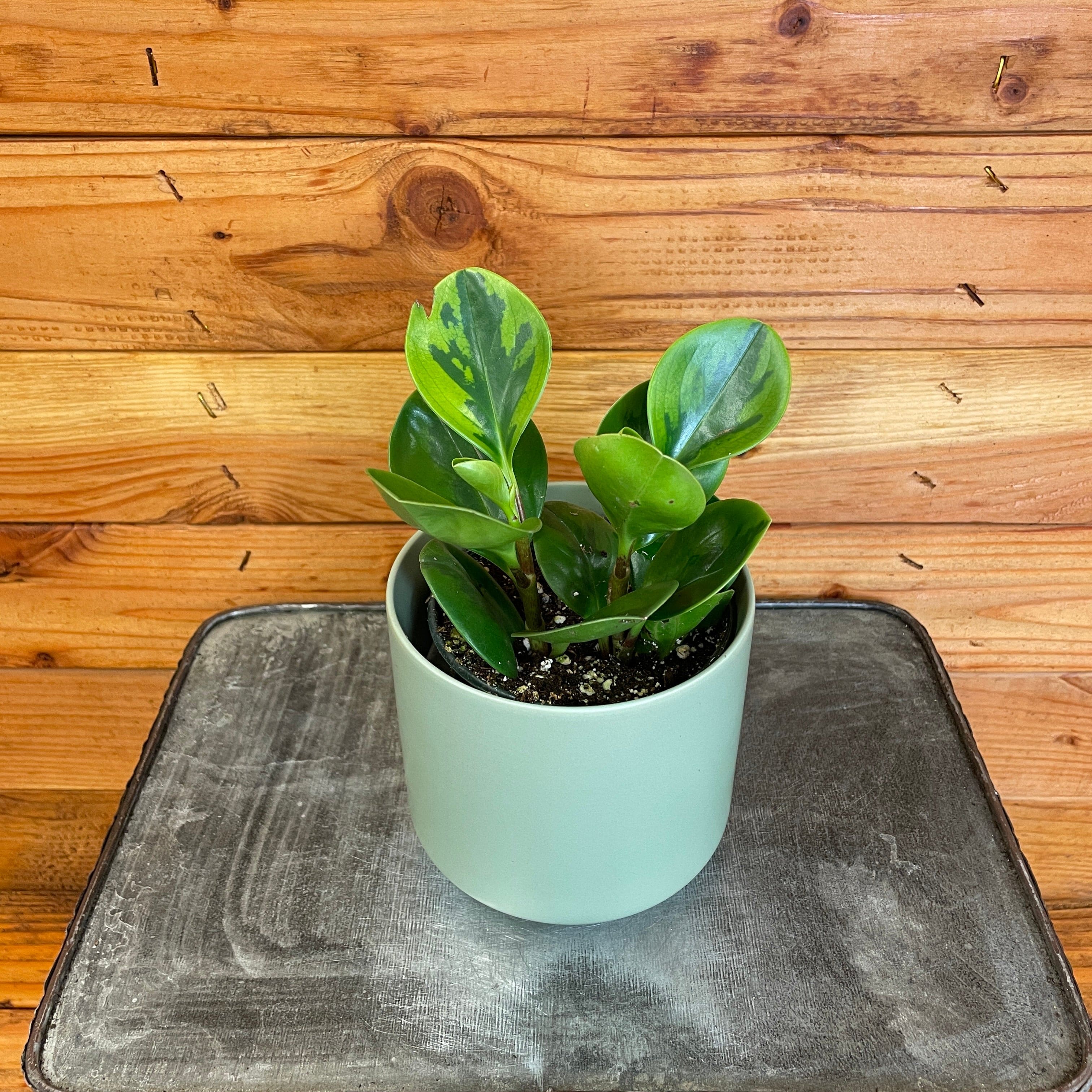 Peperomia Obtusifolia Lemon Lime, 4" Plant