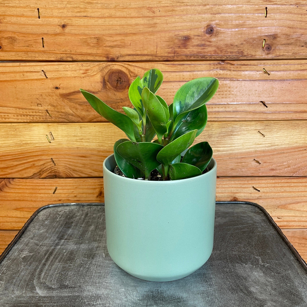 Peperomia Obtusifolia Lemon Lime, 4" Plant