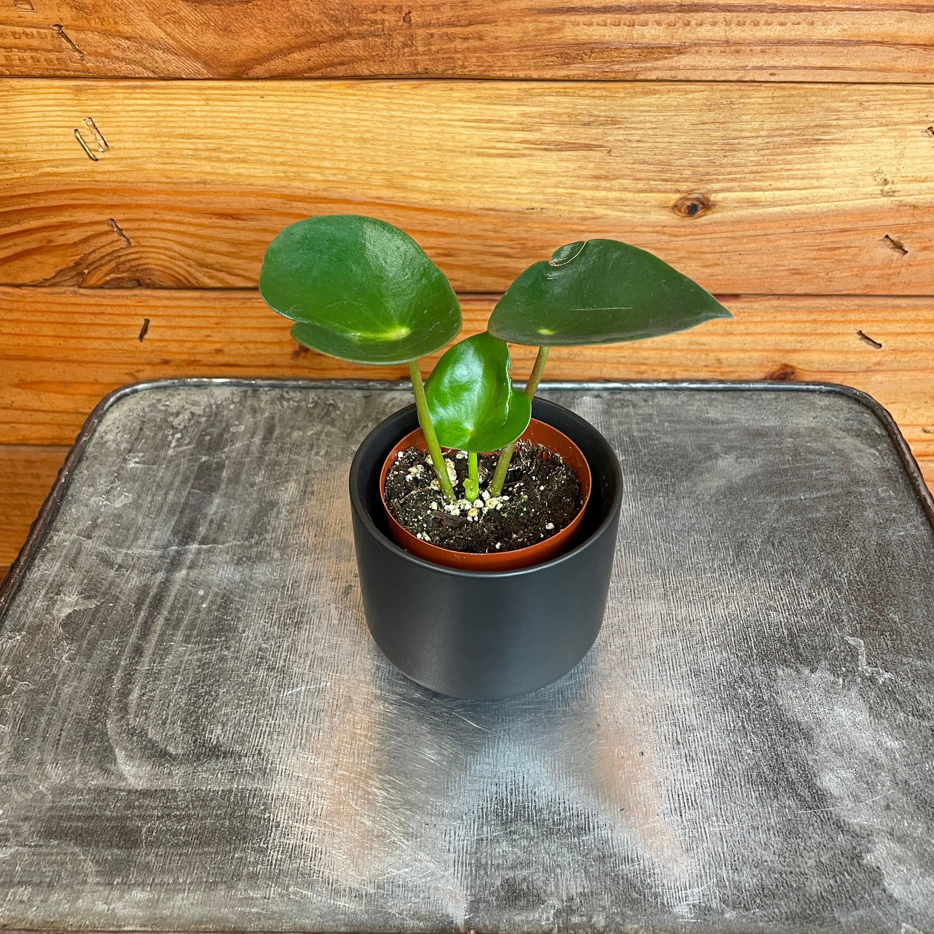 Peperomia Polybotrya Raindrop, 2" Plant