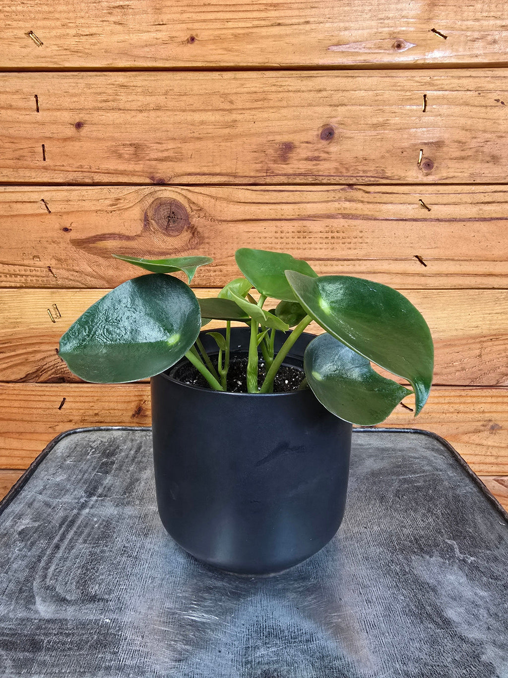 Peperomia Polybotrya Raindrop, 4" Plant