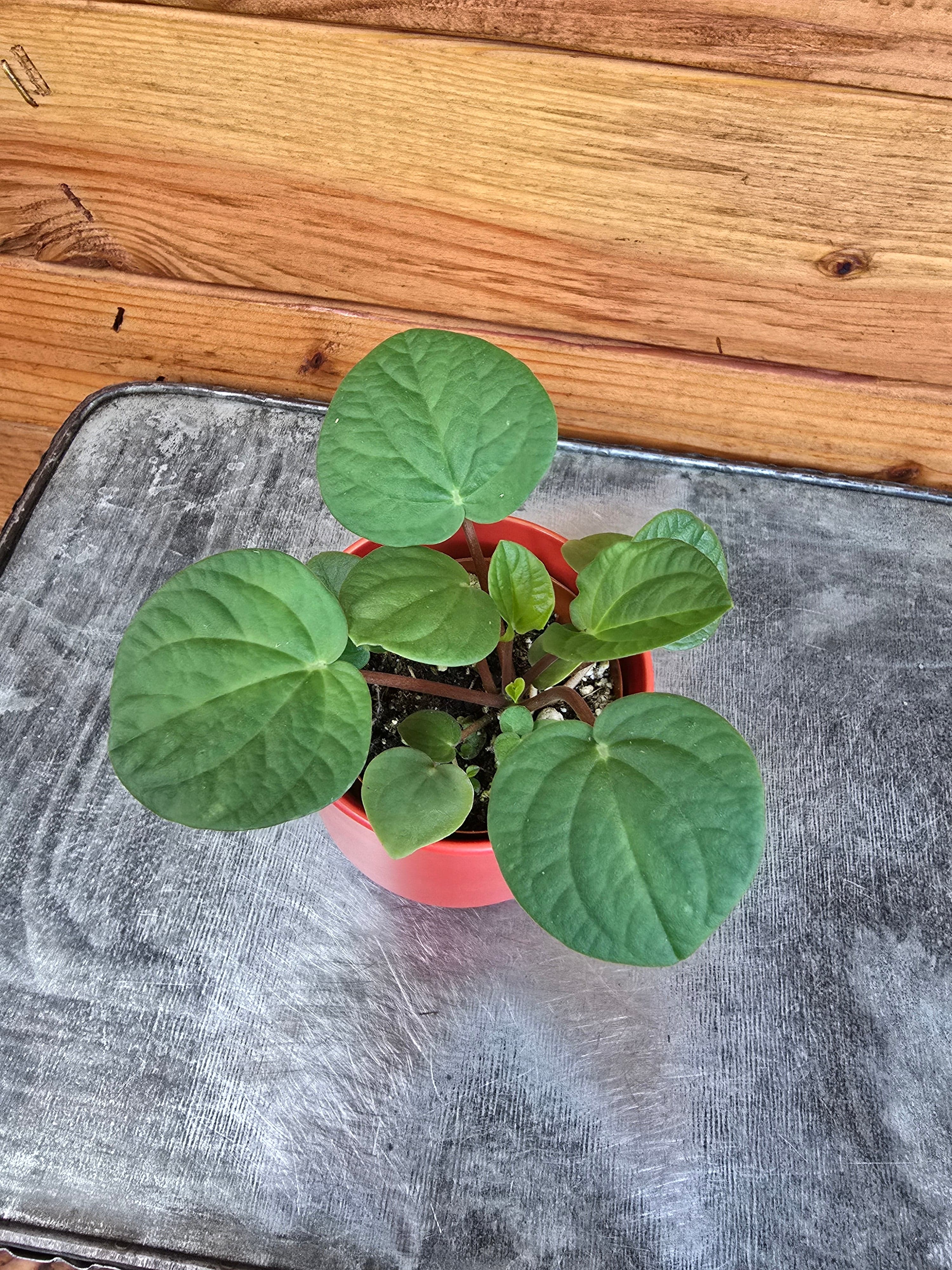 Peperomia Rana Verde, 2" Plant