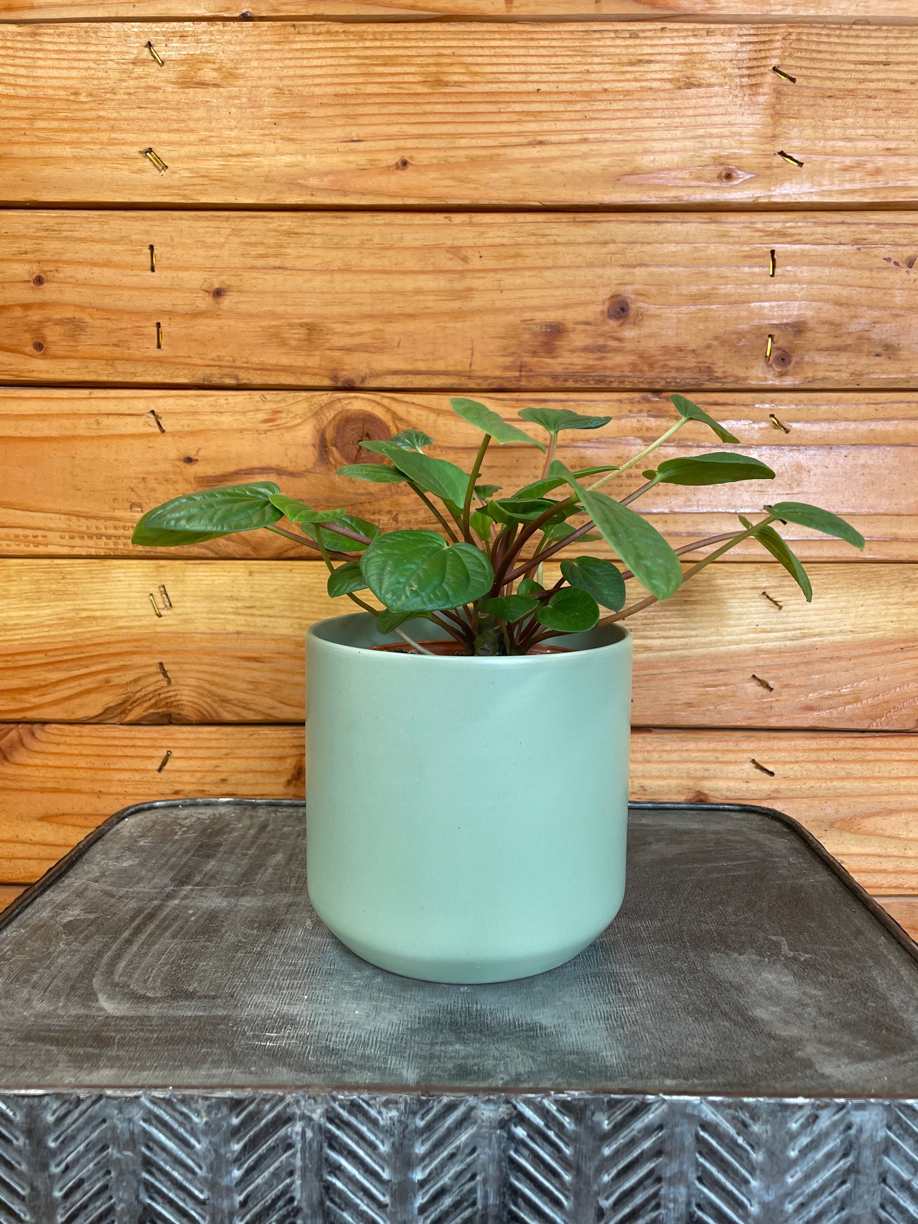 Peperomia Rana Verde, 4" Plant