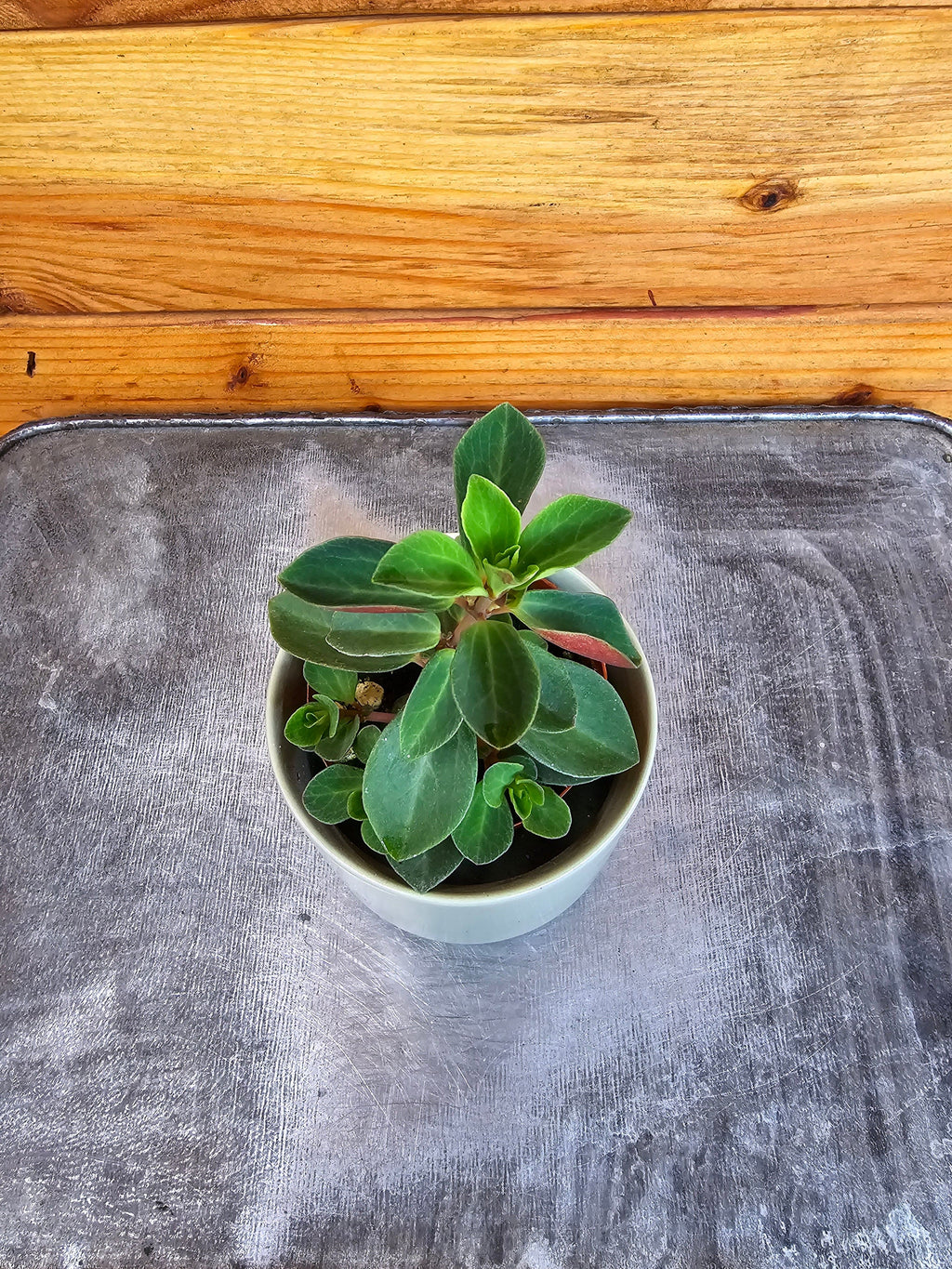 Peperomia Red Log, 2" Plant