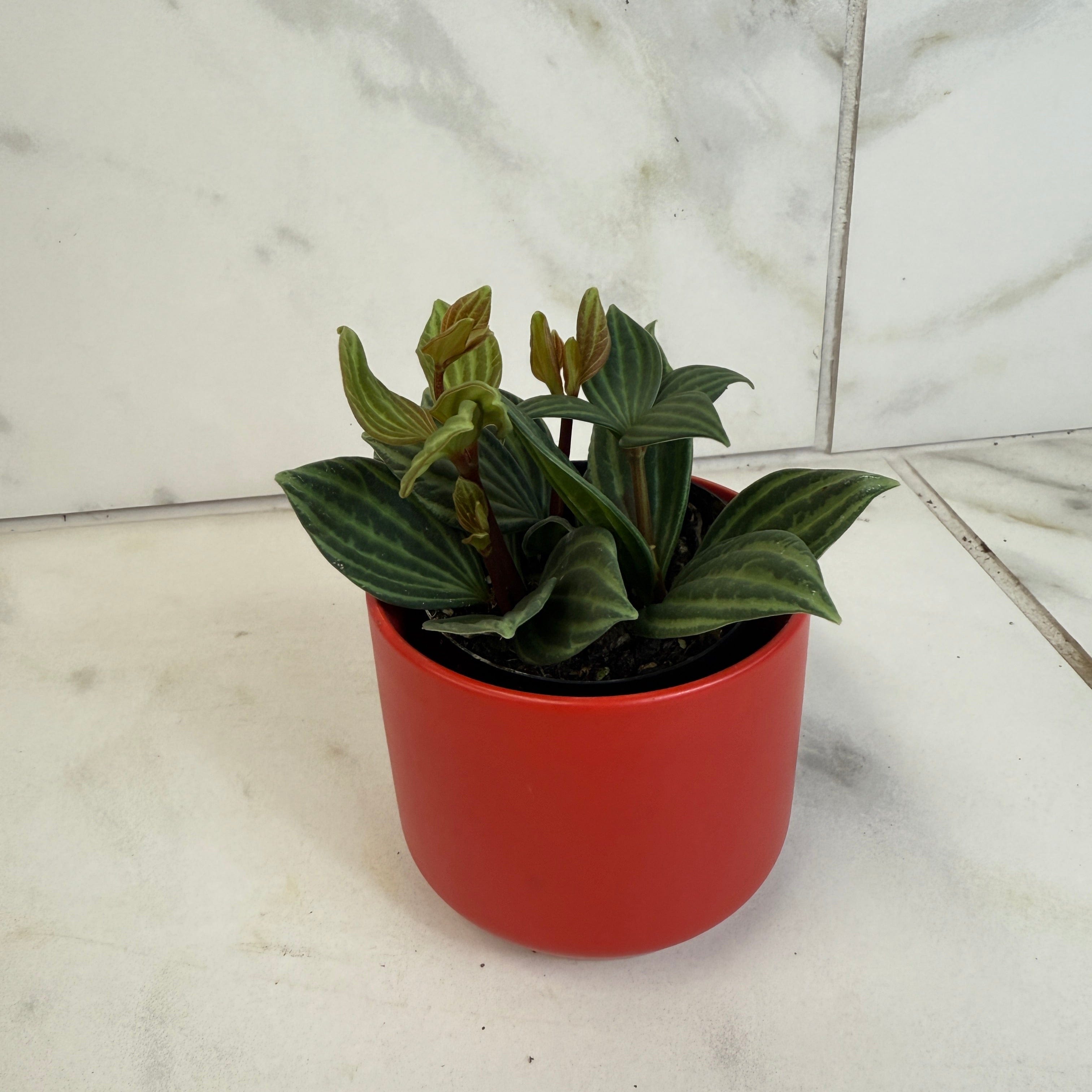 Peperomia Stilt, 2" Plant