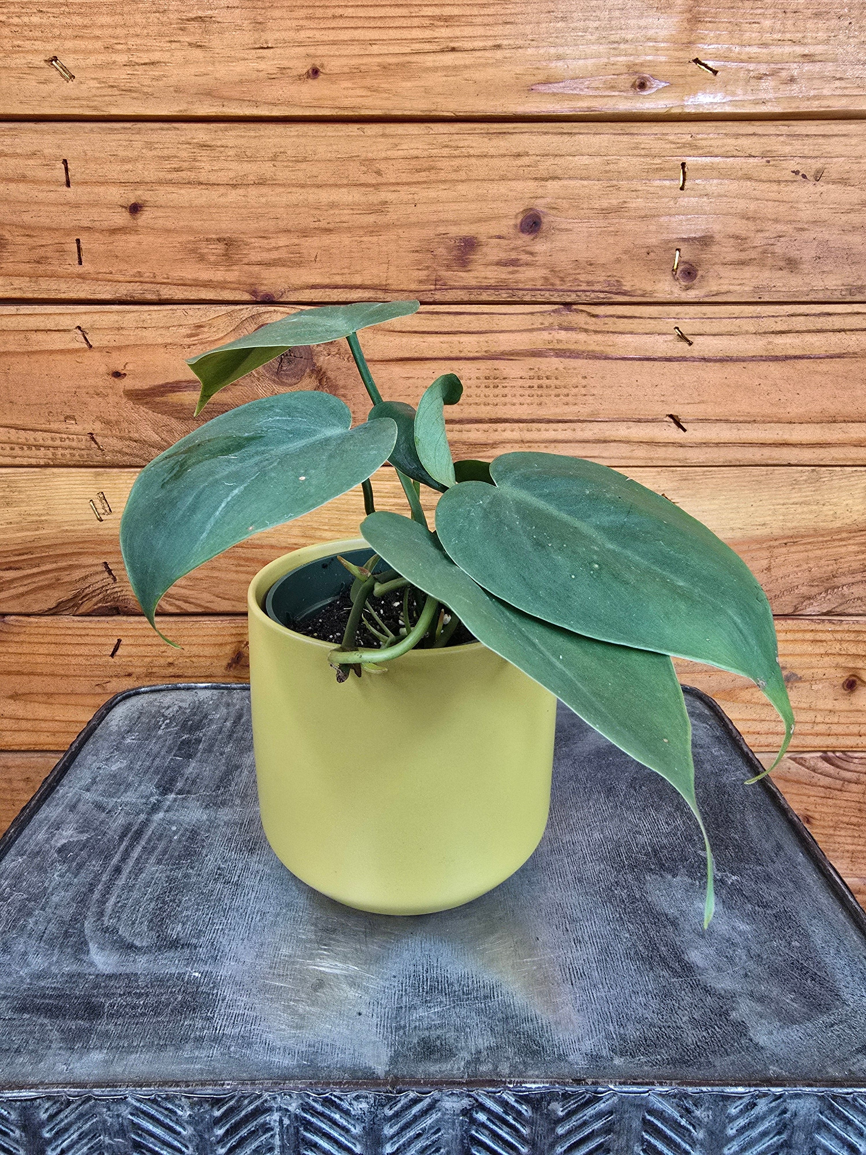 Philodendron Cordatum, 4" Plant