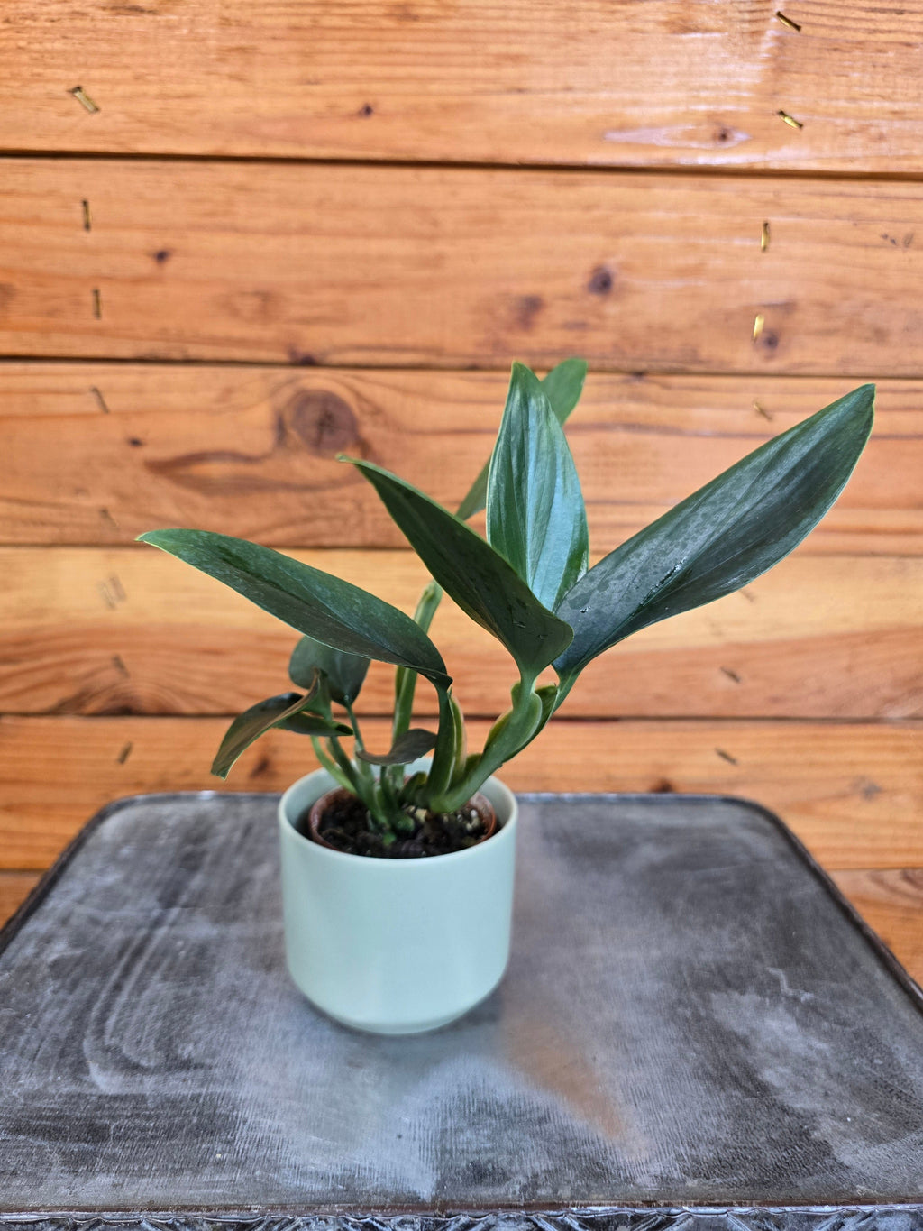 Philodendron Guttiferum, 2" Plant