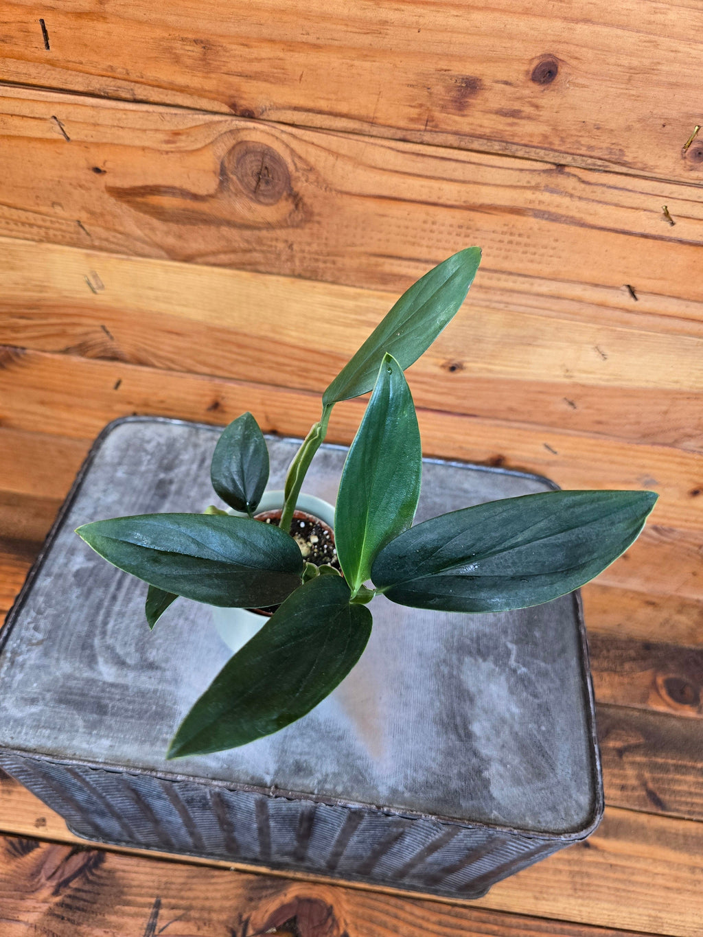 Philodendron Guttiferum, 2" Plant