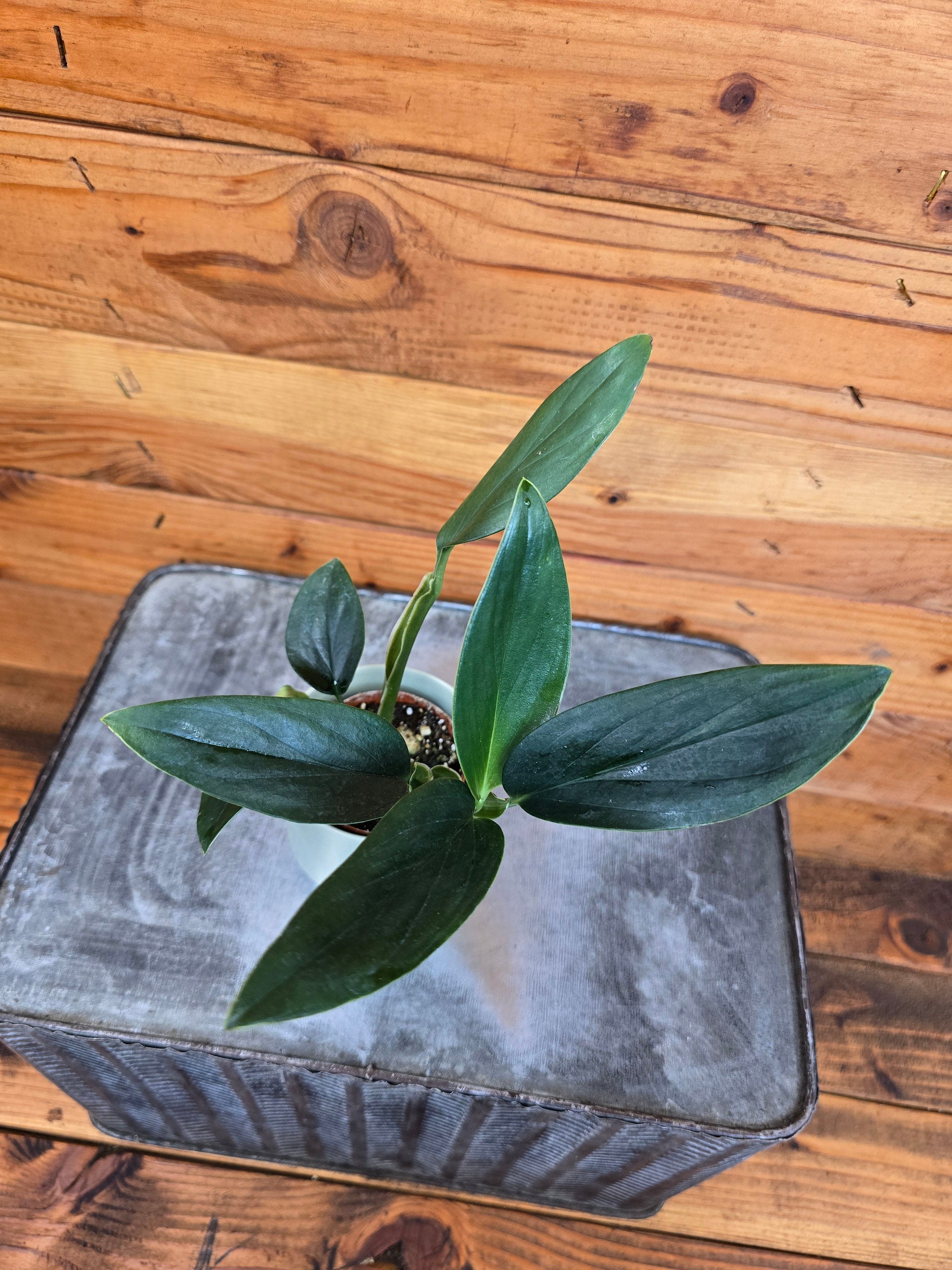 Philodendron Guttiferum, 2" Plant
