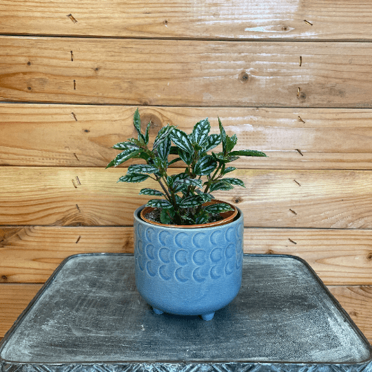 Pilea Cadierei Aluminium, 4" Plant