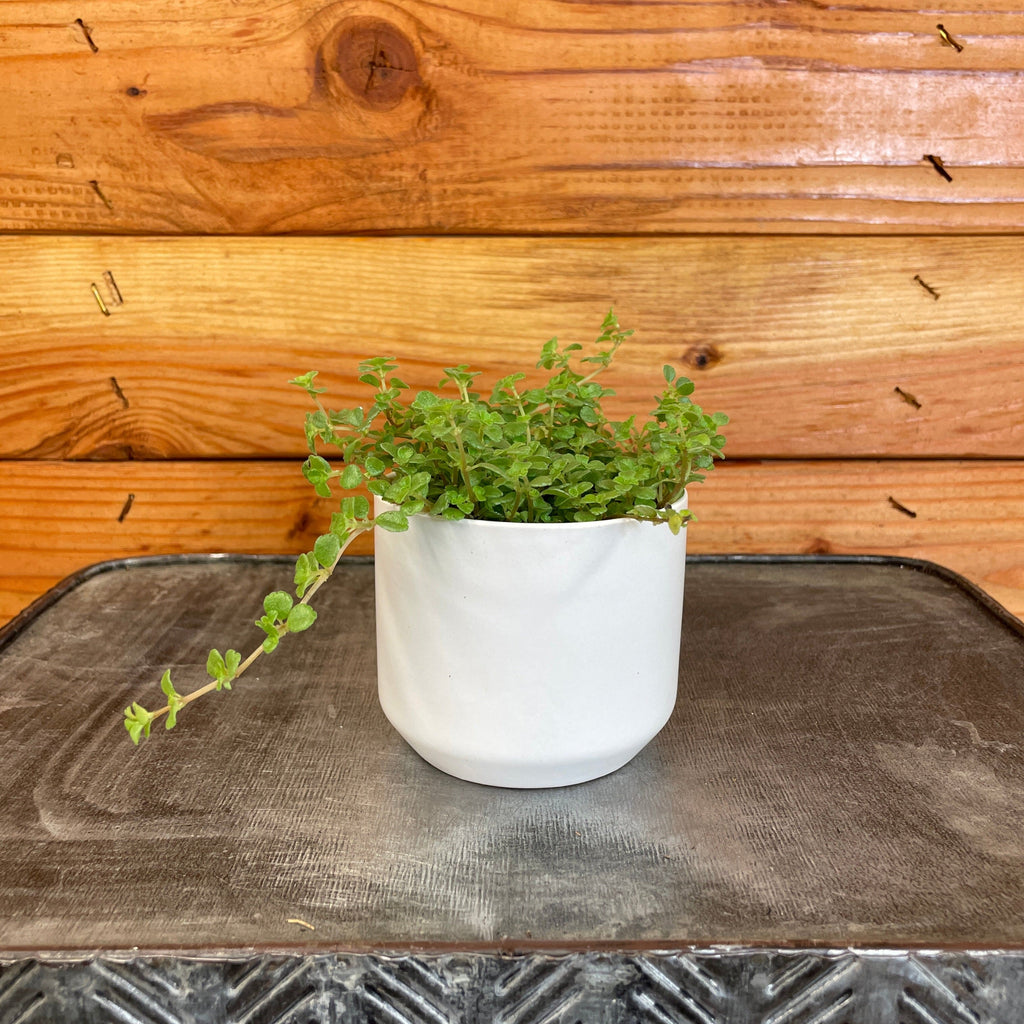 Pilea Tiny Tears, 2" Plant