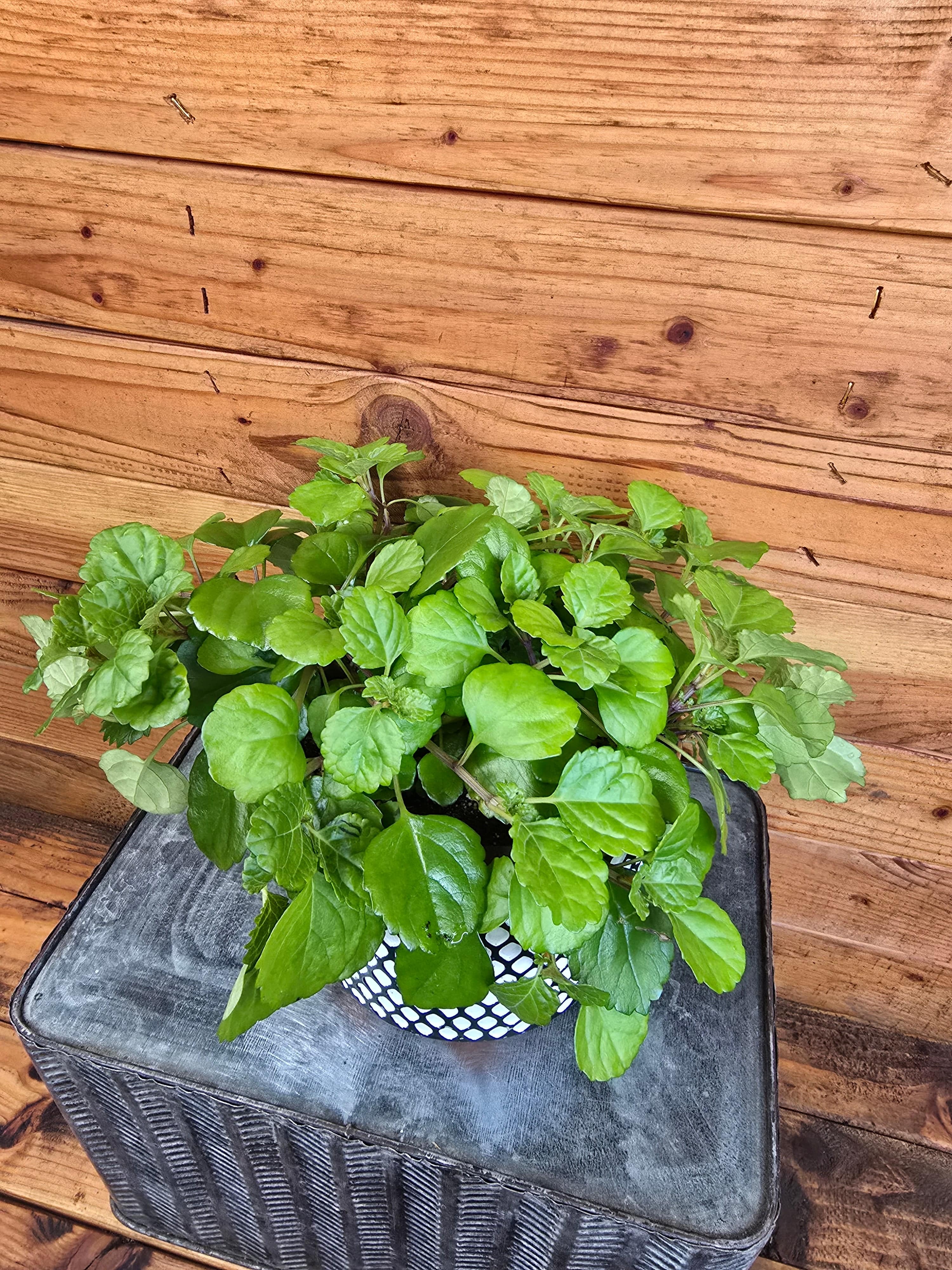 Plectranthus Australis Wax Swedish Ivy, 6" Plant