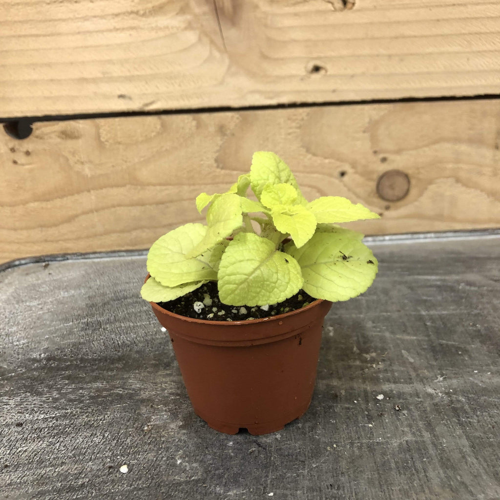 Plectranthus Lemon Lime, 2" Plant