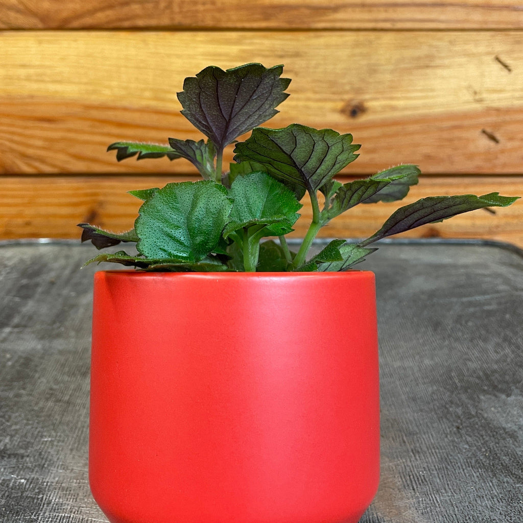 Plectranthus Mona Lavender, 2" Plant