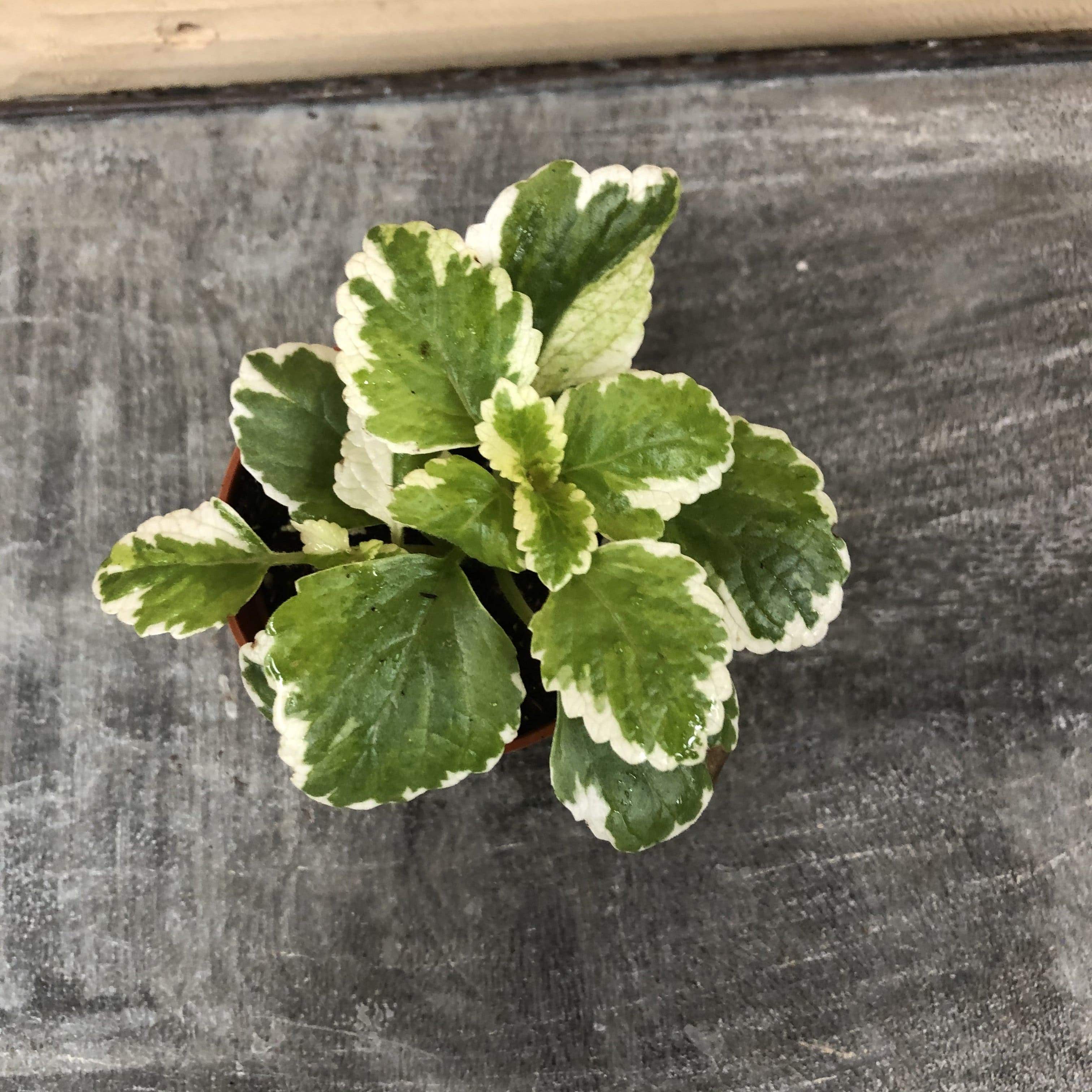 Plectranthus Swedish Ivy Mint, 2" Plant