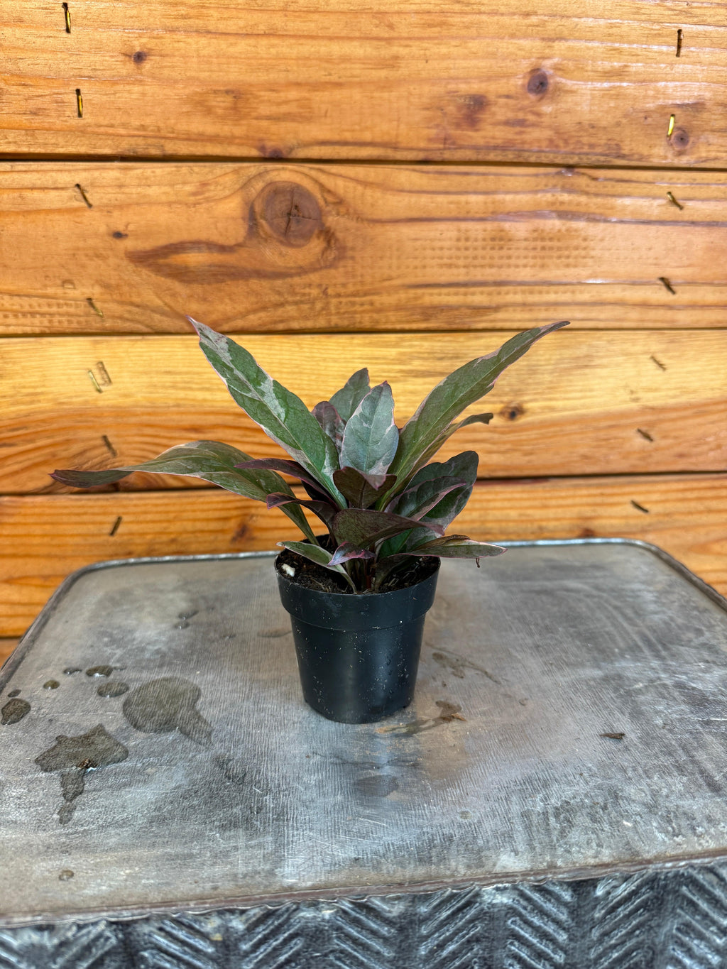 Pseuderanthemum atropurpureum Tricolor, 2" Plant