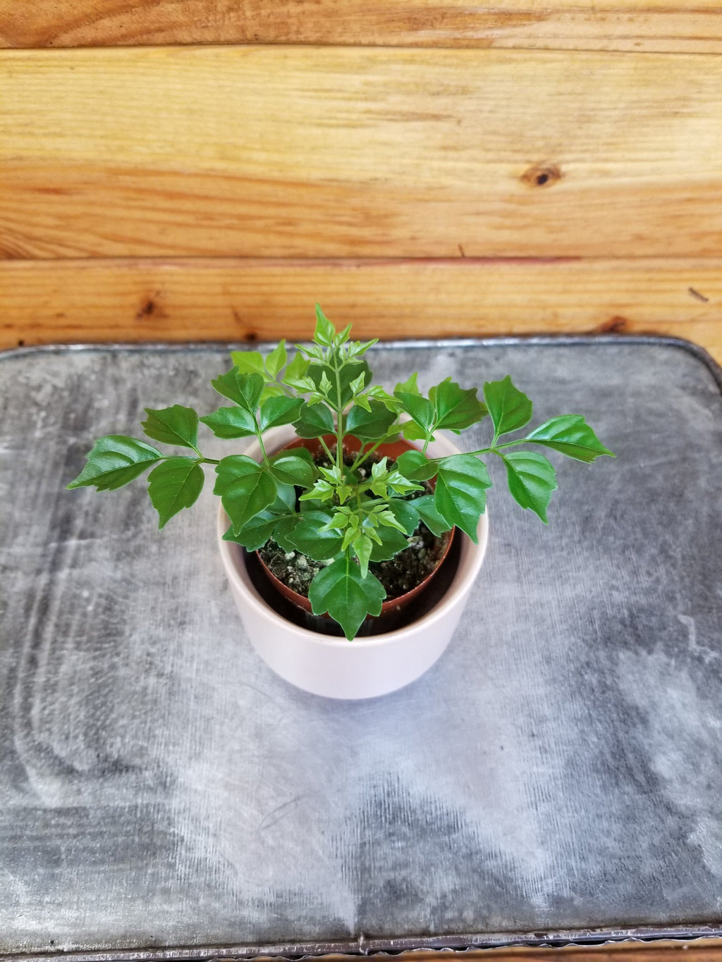 Radermachera Sinica China Doll, 2" Plant