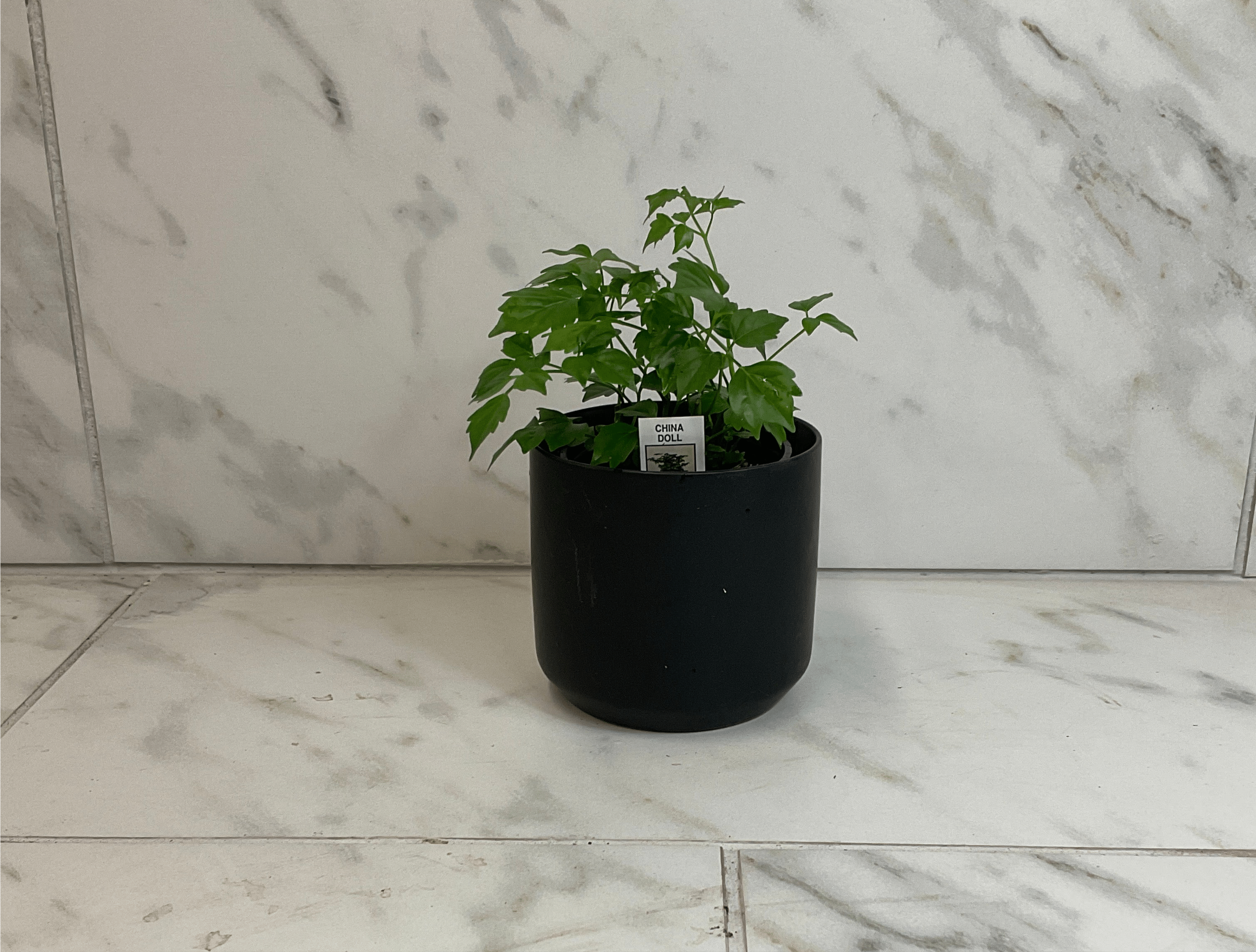 Radermachera Sinica China Doll, 4" Plant