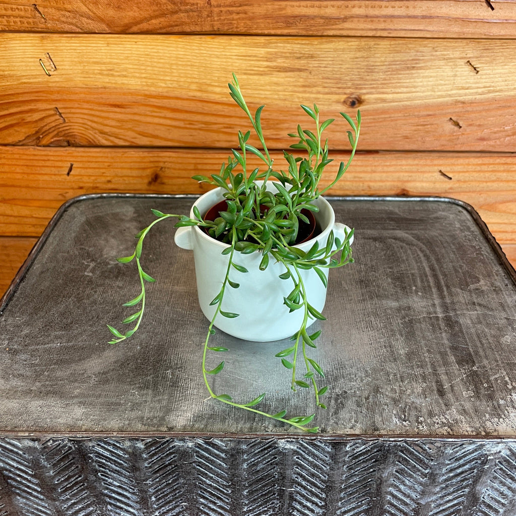 Radicans String of Bananas, 2" Plant